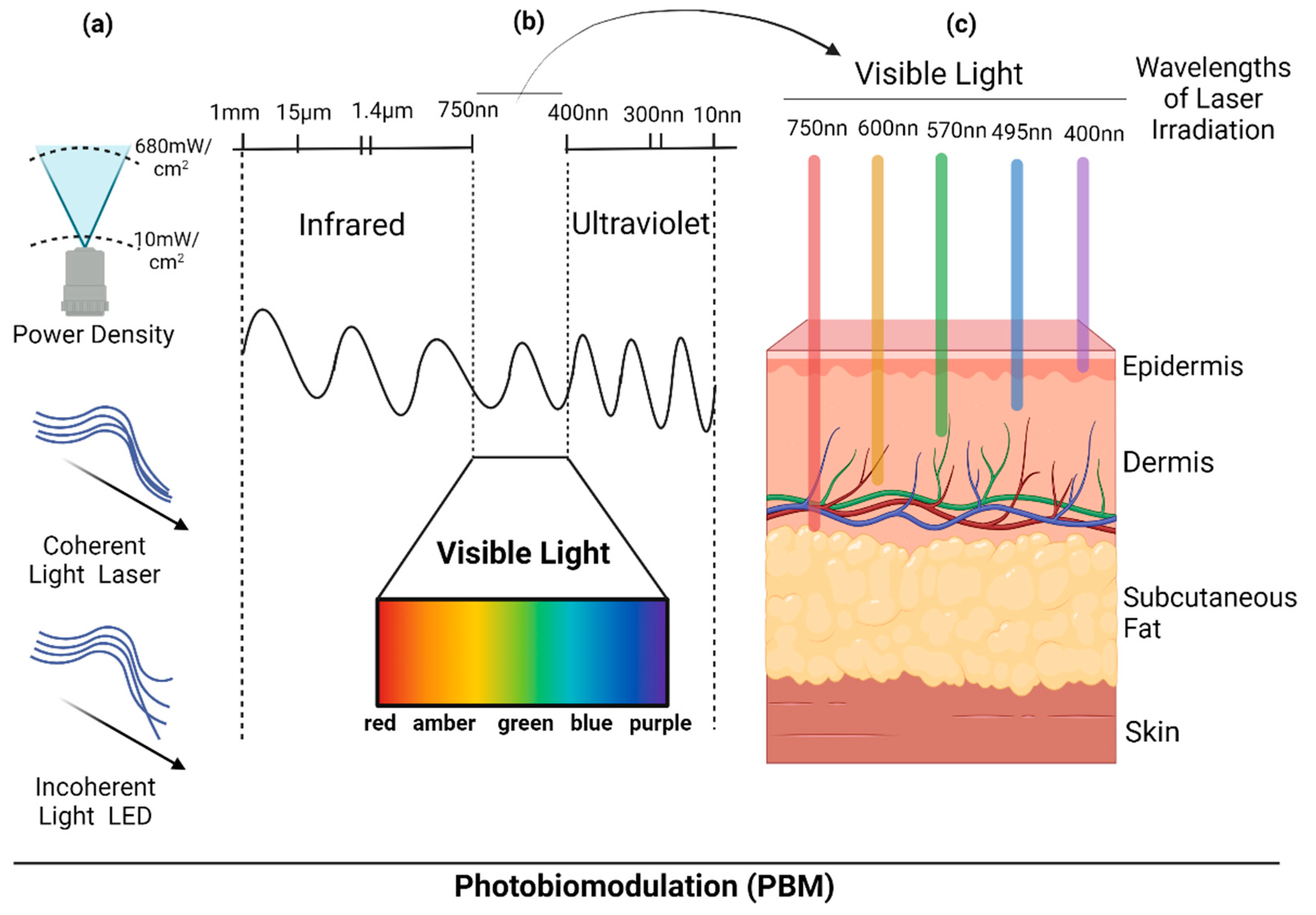 Life | Free Full-Text | Photobiomodulation with Blue Light on Wound  Healing: A Scoping Review