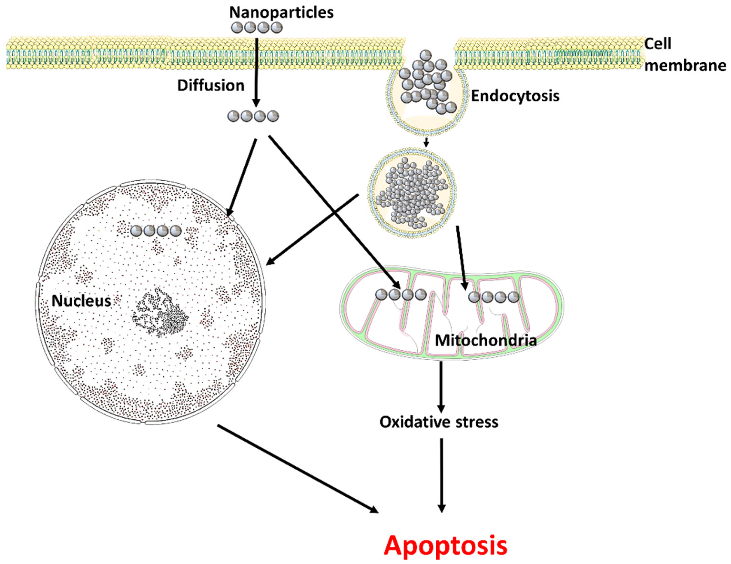 Life Free Full Text Nanoparticles Induced Oxidative Damage in  