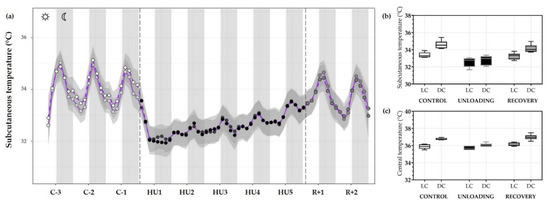 Body weight evolution in control (C), restrained (R) and hindlimb