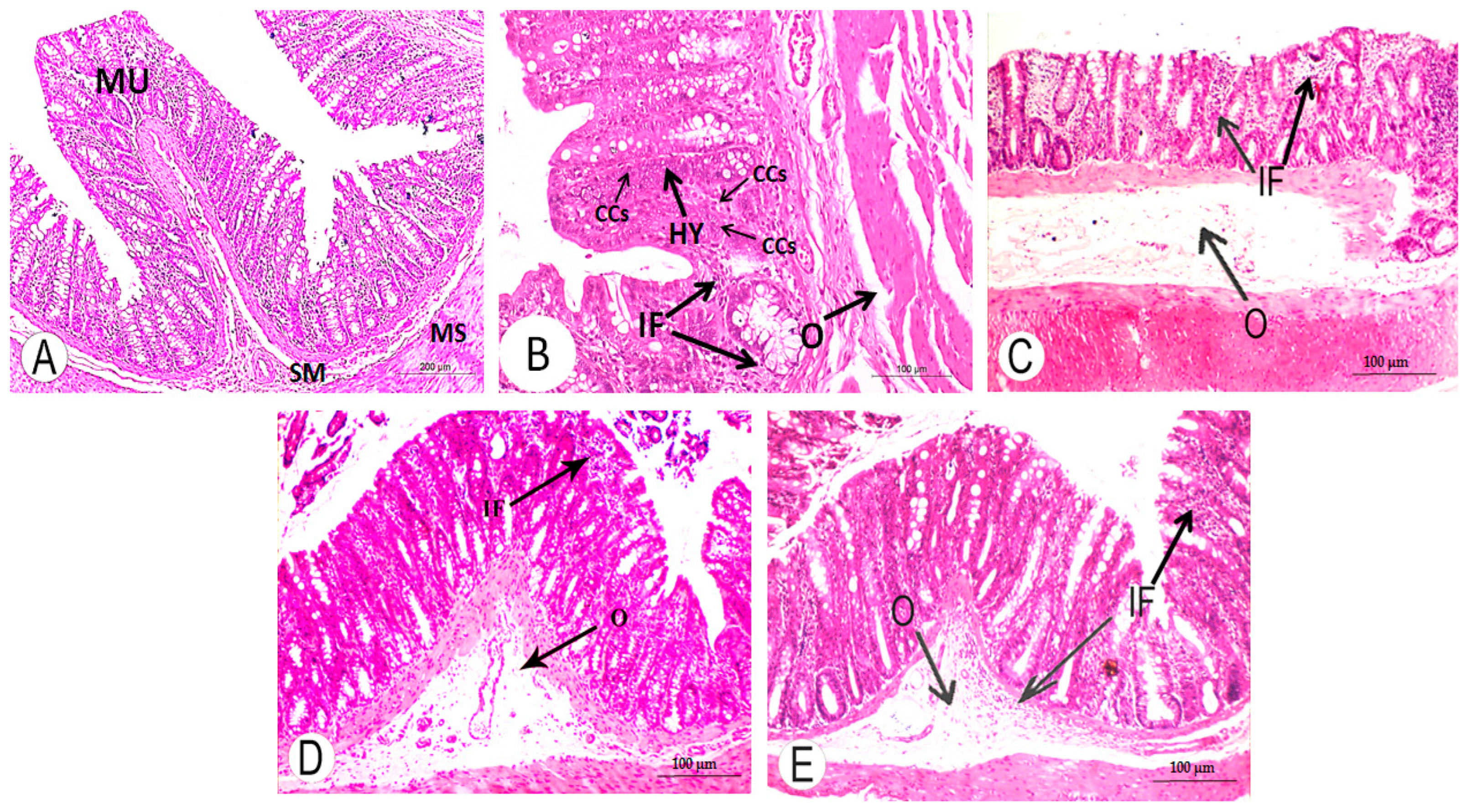 Life 13 00984 g005 Life 13 00984 g005