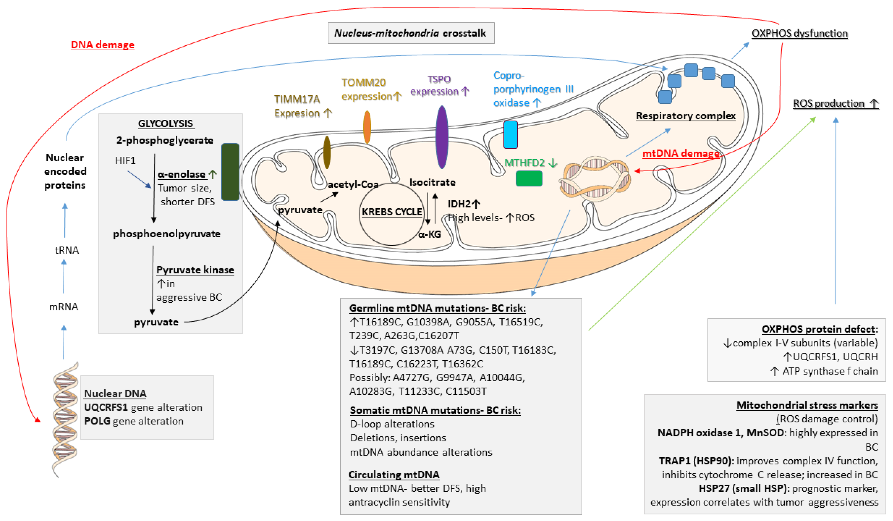 Life | Free Full-Text | The Role of Genetic Mutations in  Mitochondrial-Driven Cancer Growth in Selected Tumors: Breast and  Gynecological Malignancies