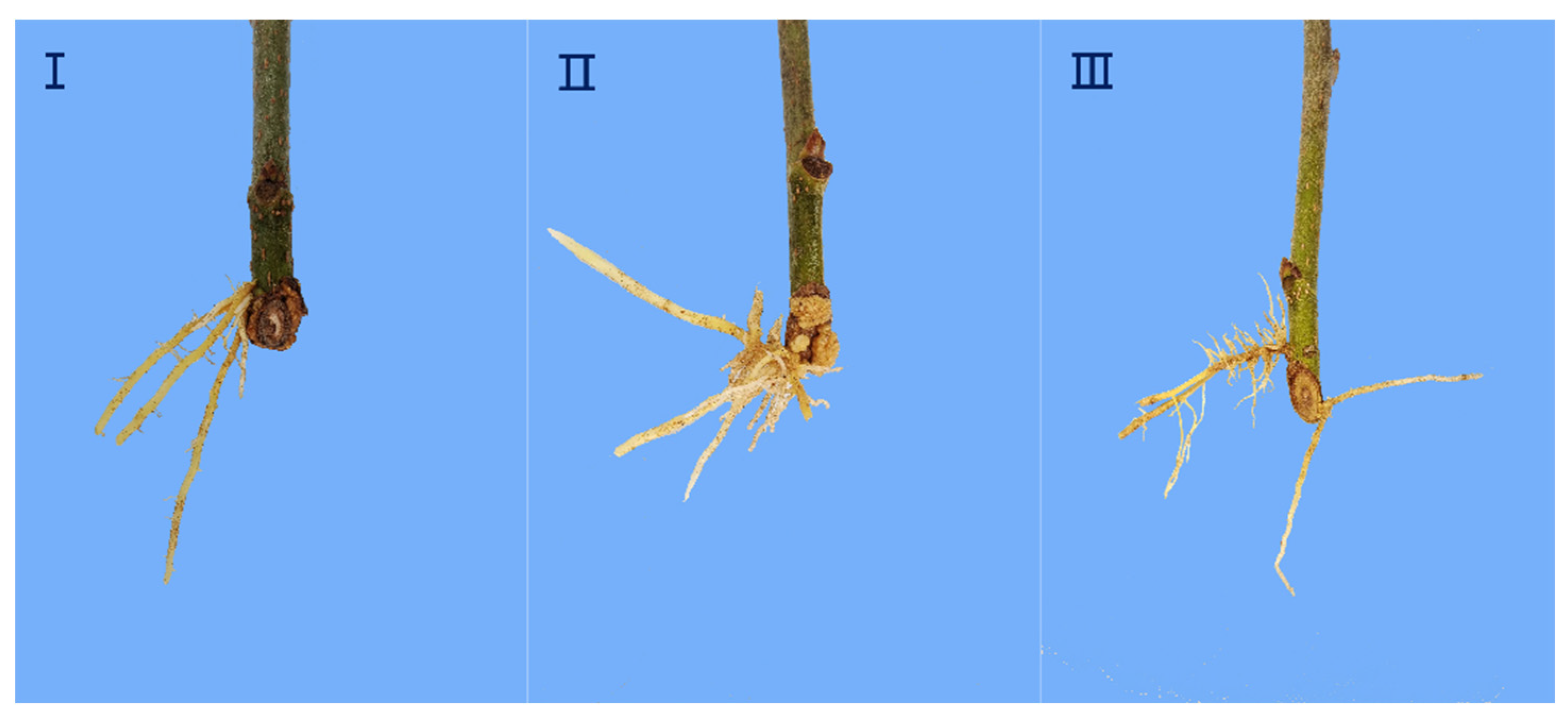 Life 13 01032 g001 Life 13 01032 g001