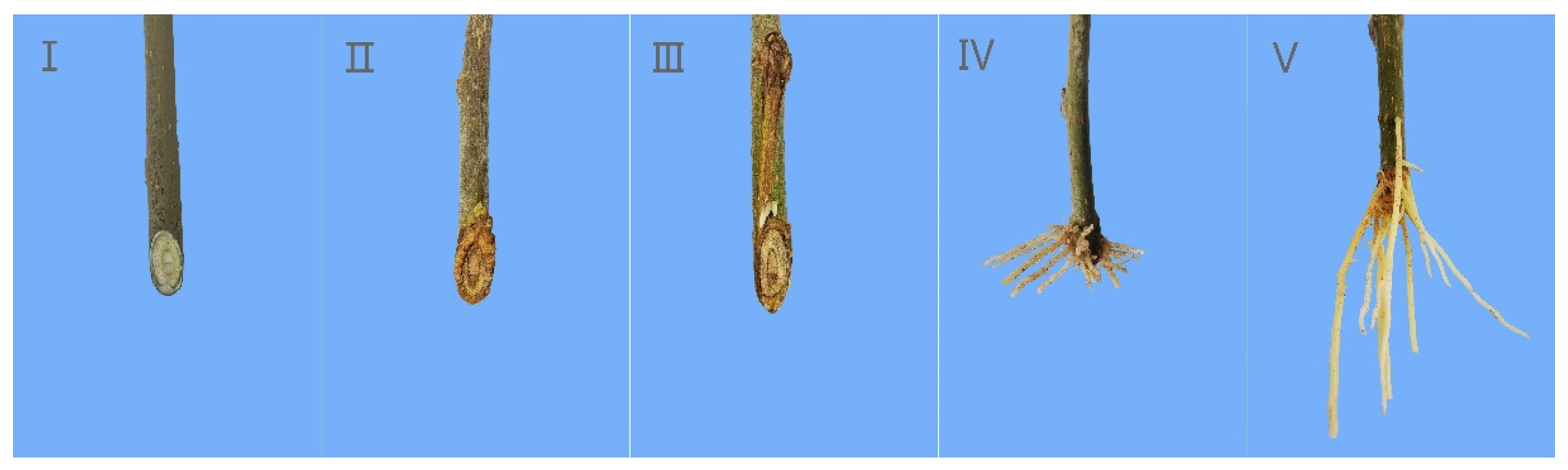 Life 13 01032 g002 Life 13 01032 g002