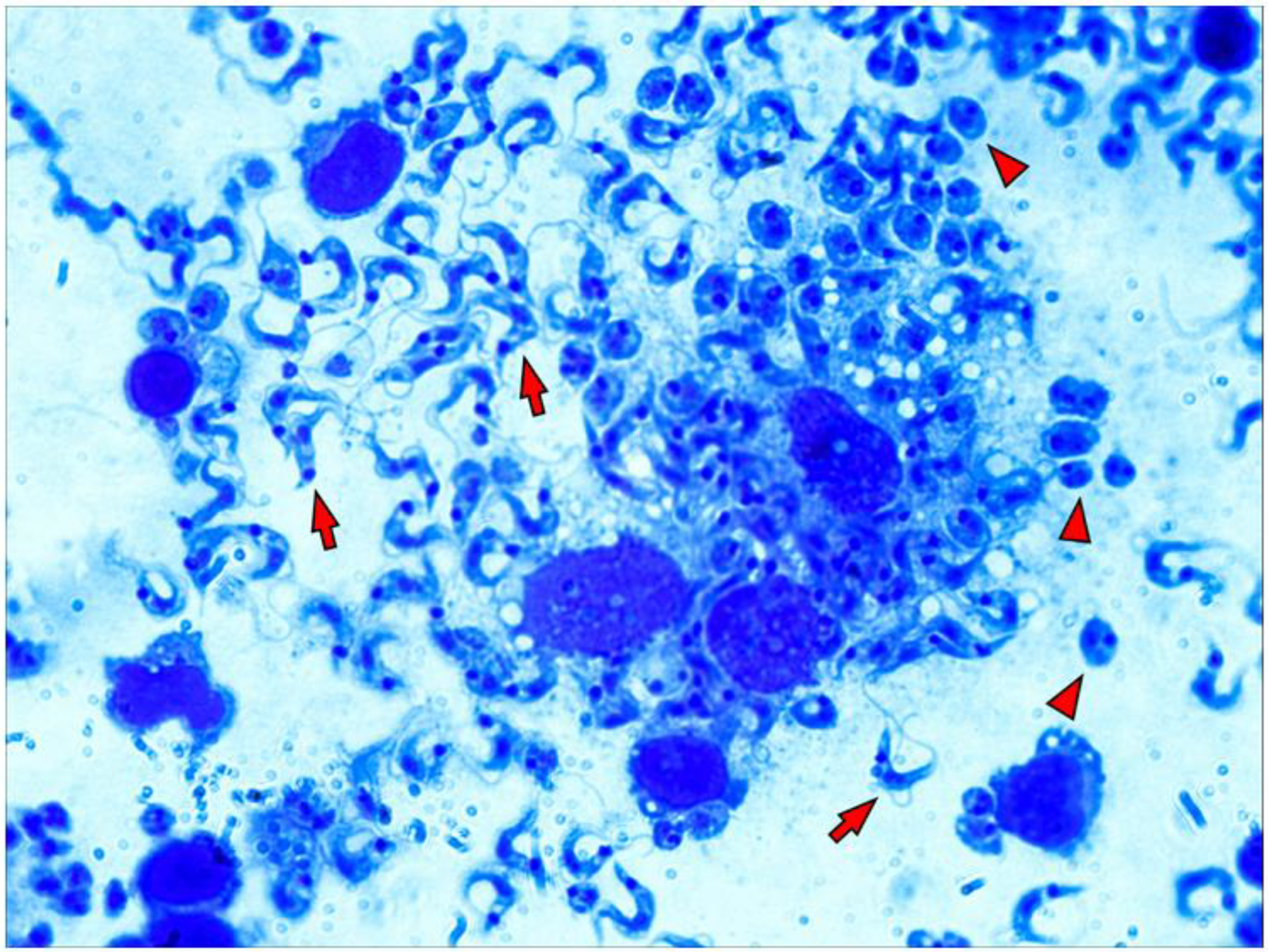 Life 13 01063 g004 Life 13 01063 g004