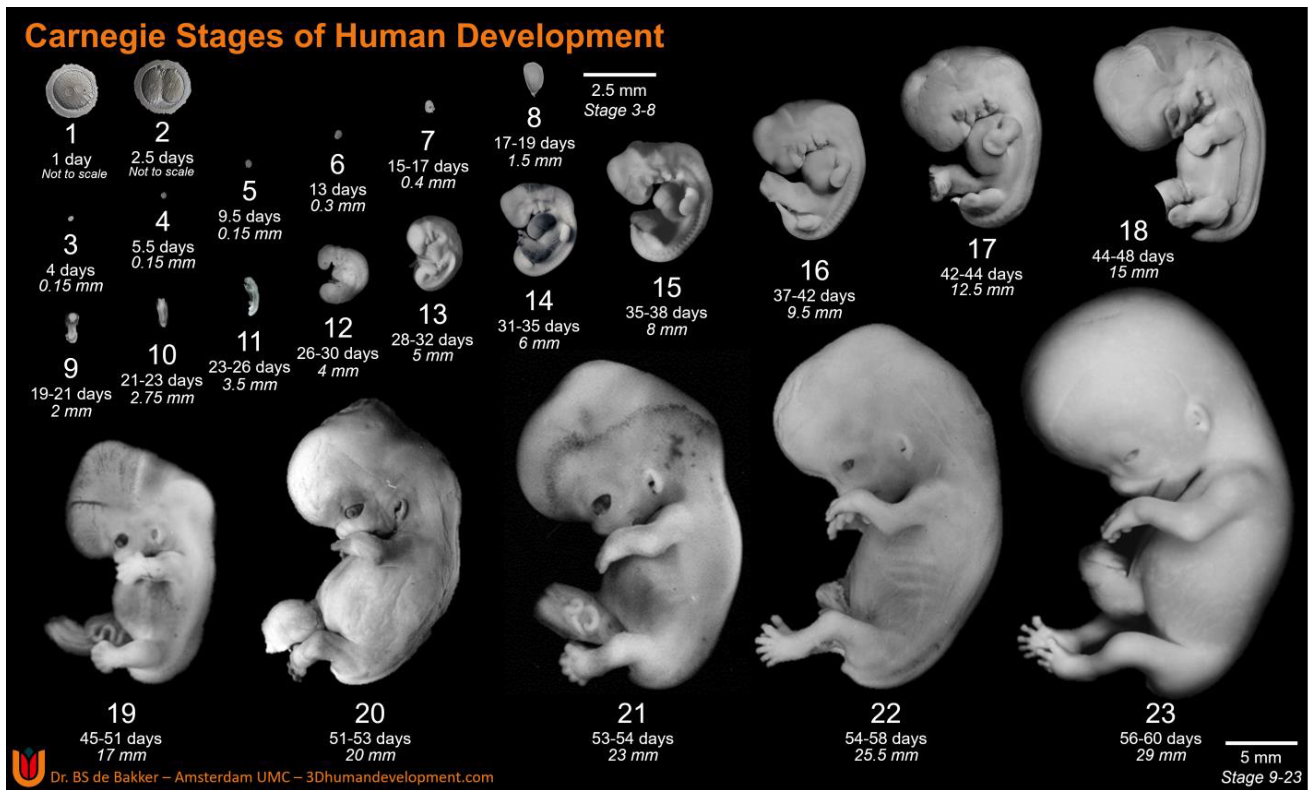 human embryo development stages