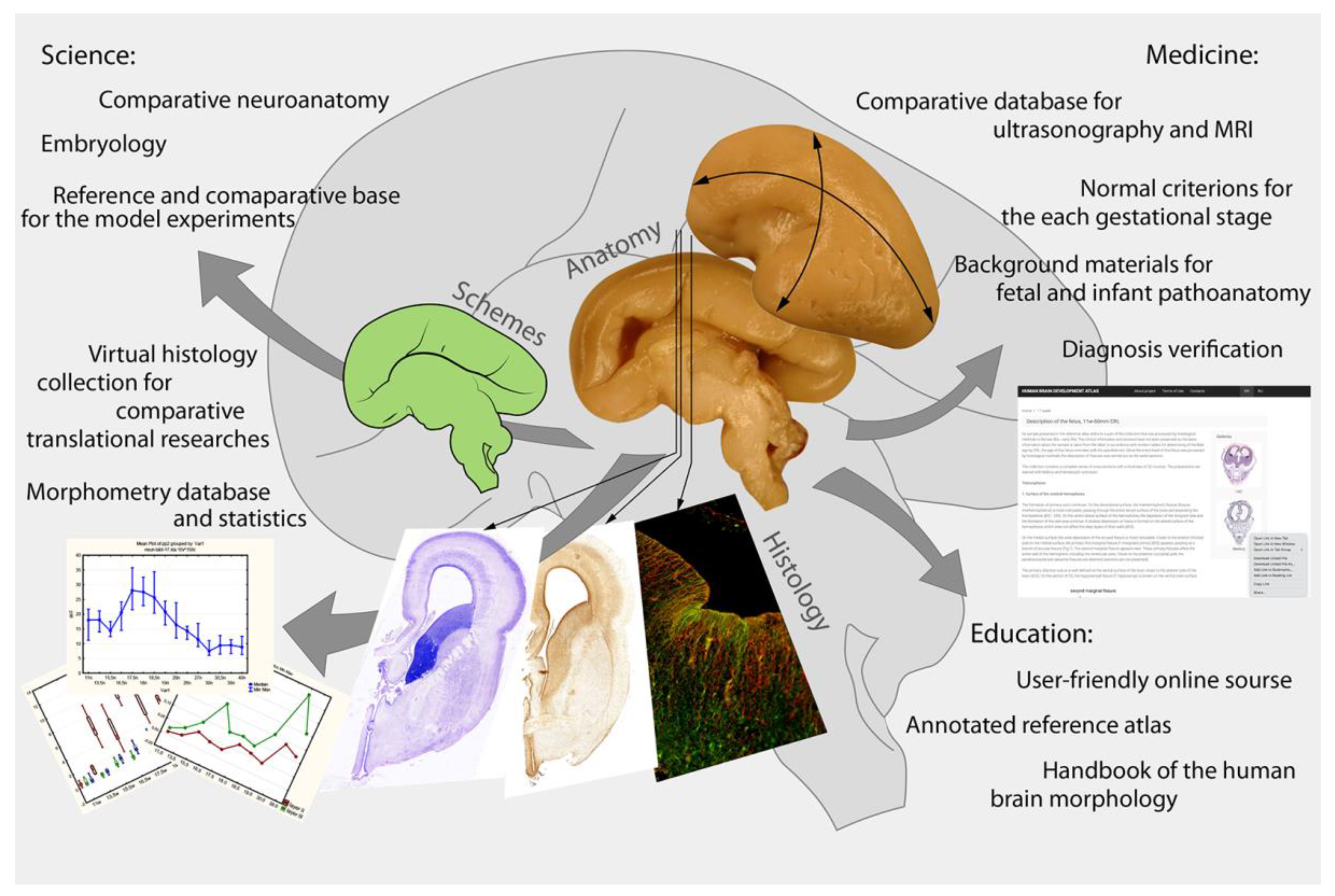 Neuromorphological Atlas of Human Prenatal Brain Development: White Paper