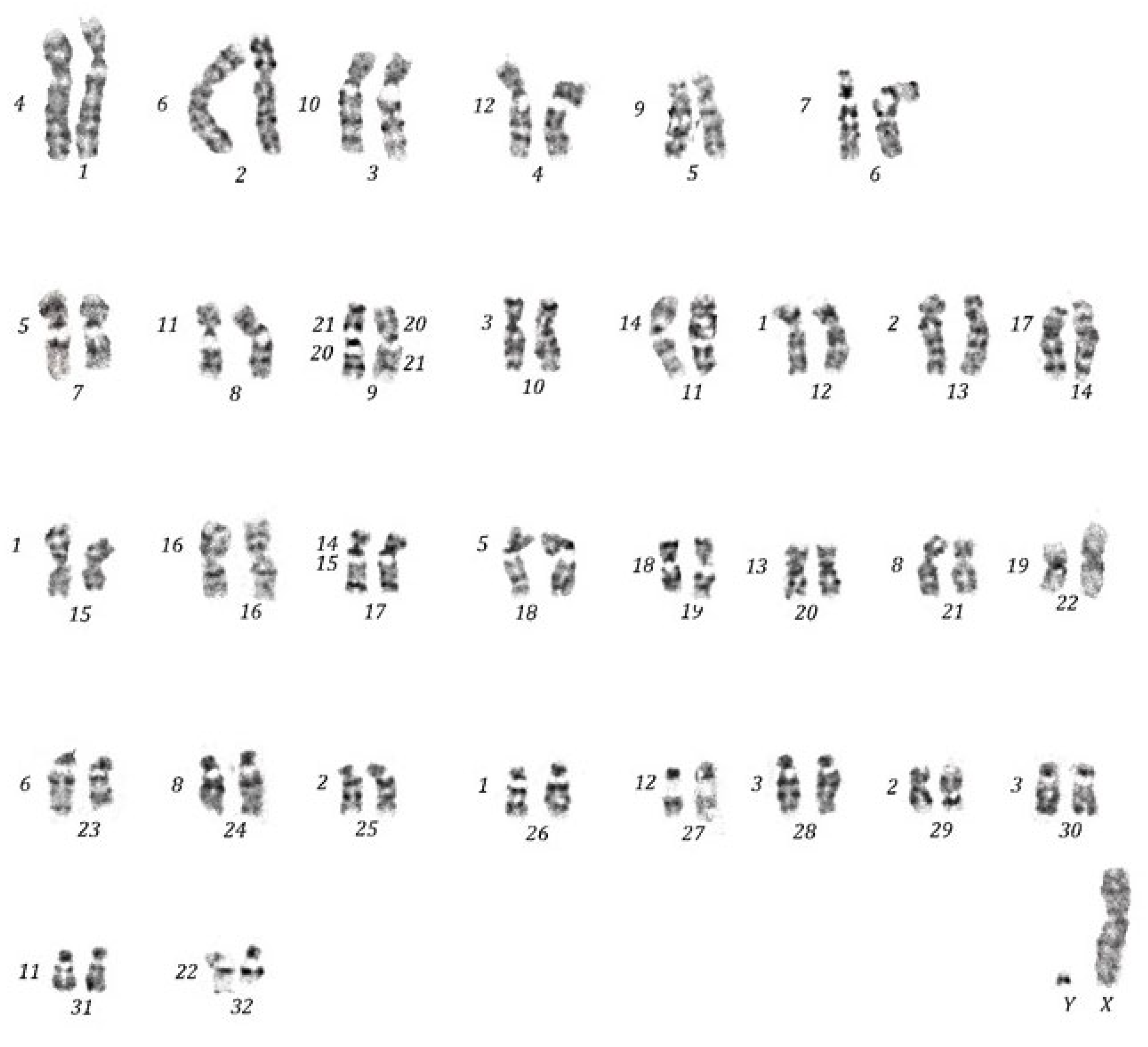 Chromosome Painting in Cercopithecus petaurista (Schreber, 1774 ...