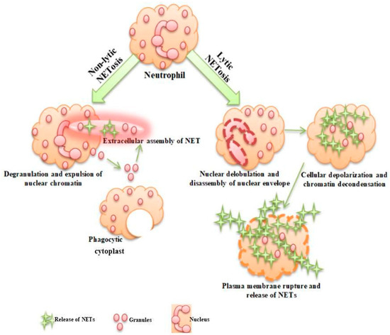 Life Free Full Text Understanding The Role Of Antimicrobial Peptides In Neutrophil