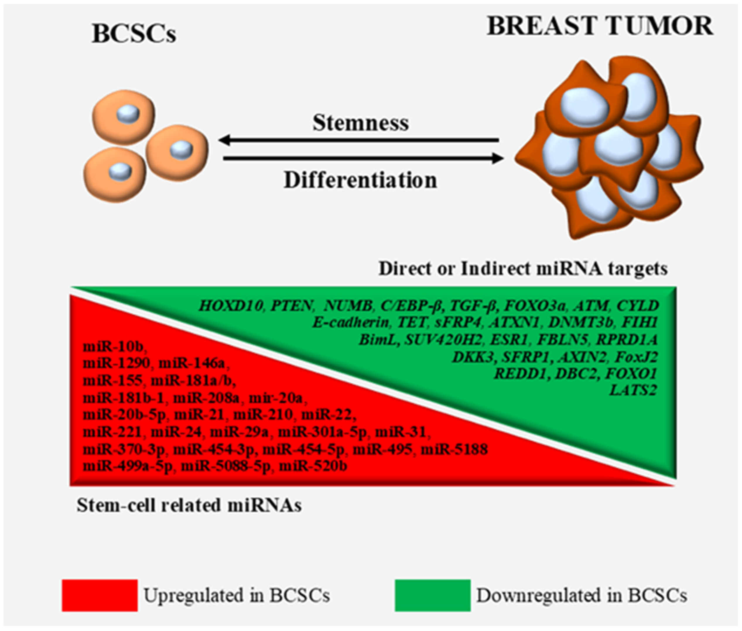 MiR-31 promotes mammary stem cell expansion and breast