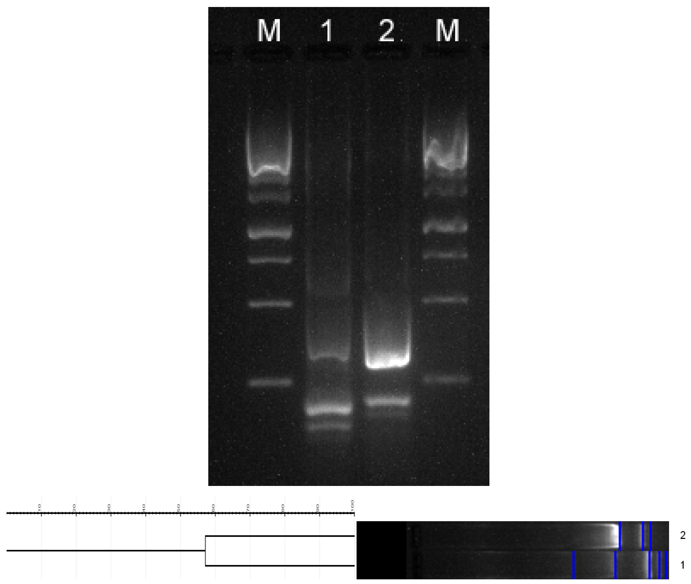 Life 13 01440 g006 Life 13 01440 g006