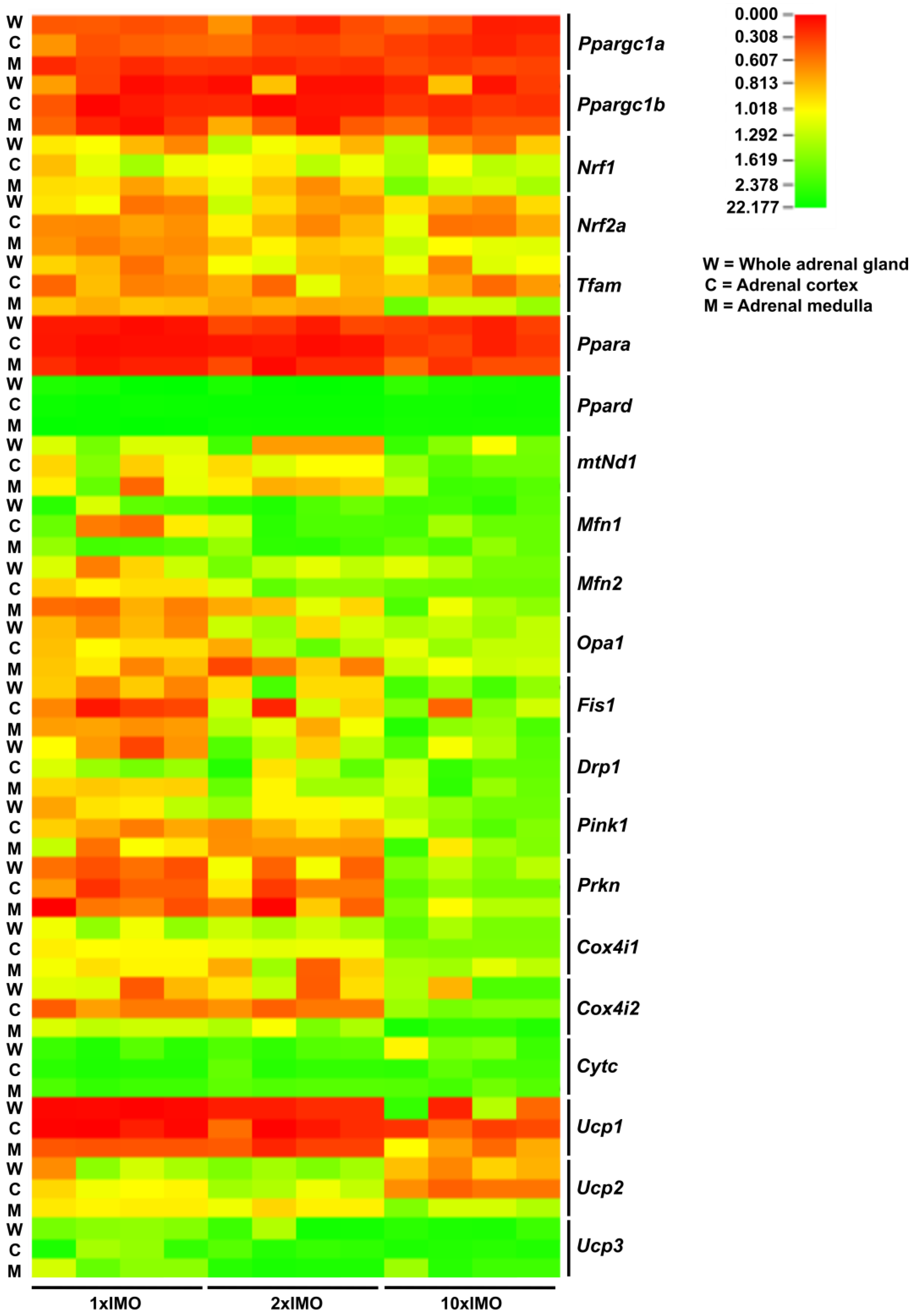 Life Free Full Text Transcriptional Profiles Of Mitochondrial Dynamics Markers Are Disturbed