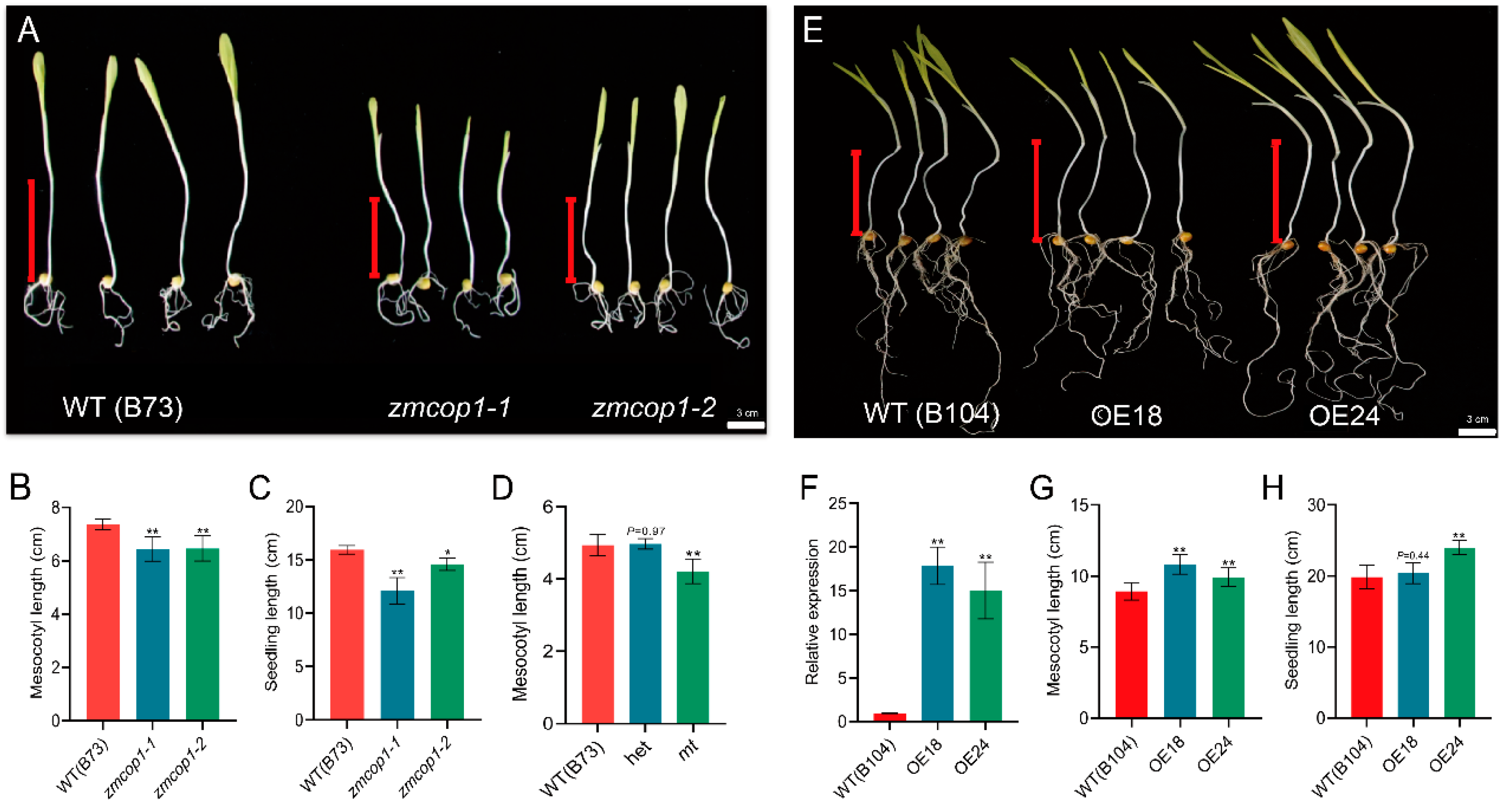 Life 13 01522 g002 Life 13 01522 g002