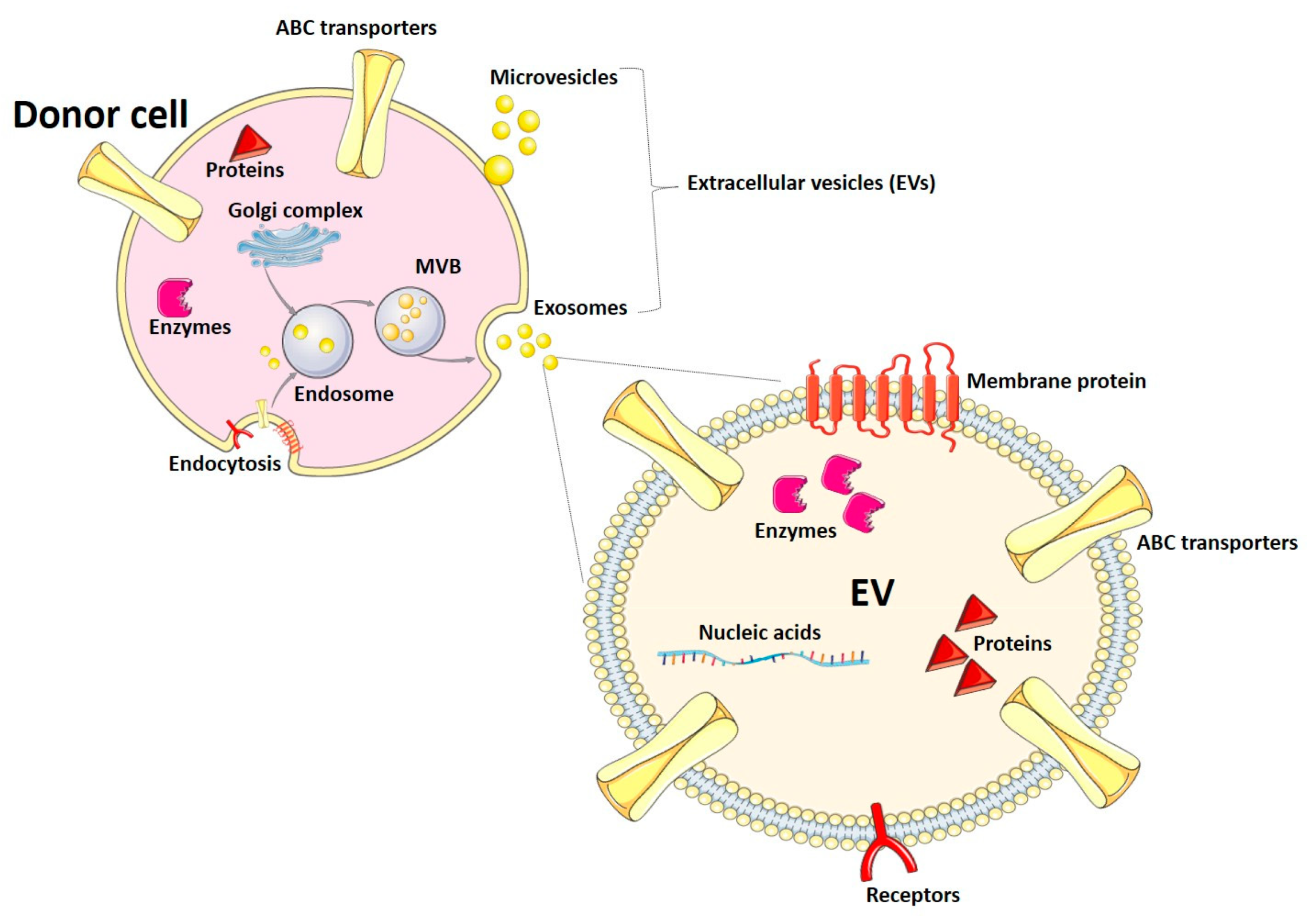 Life 13 01745 g001 Life 13 01745 g001