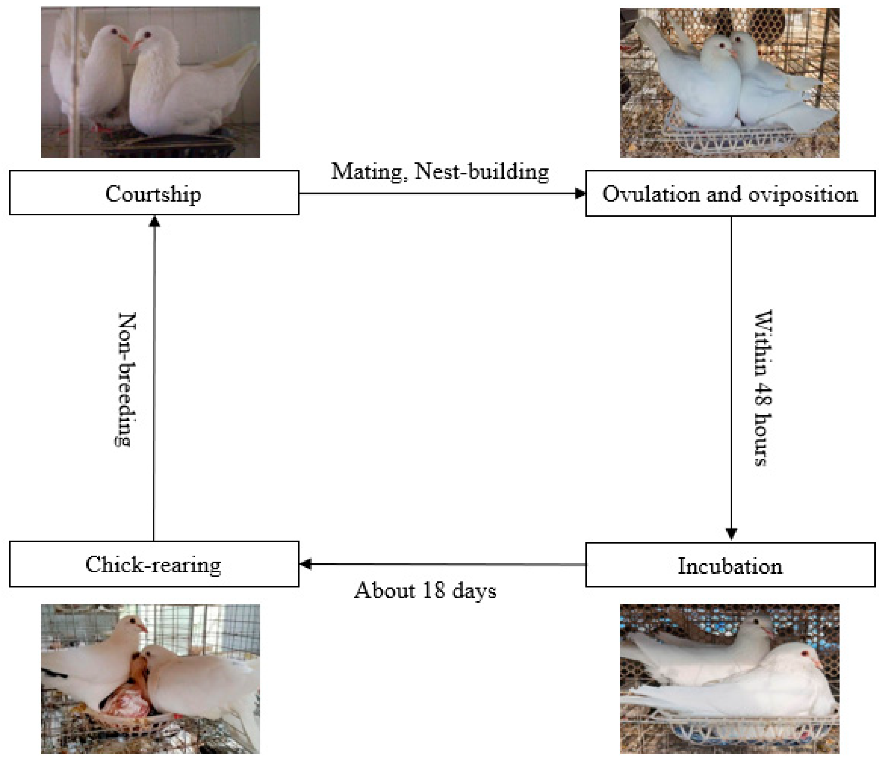 Forensische geneeskunde Bijdrager Gespecificeerd Life | Free Full-Text | Pigeon during the Breeding Cycle: Behaviors,  Composition and Formation of Crop Milk, and Physiological Adaptation