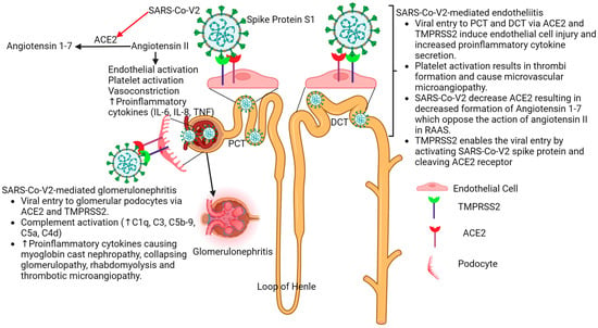 Life Free Full Text COVID 19 and Kidney The Importance of