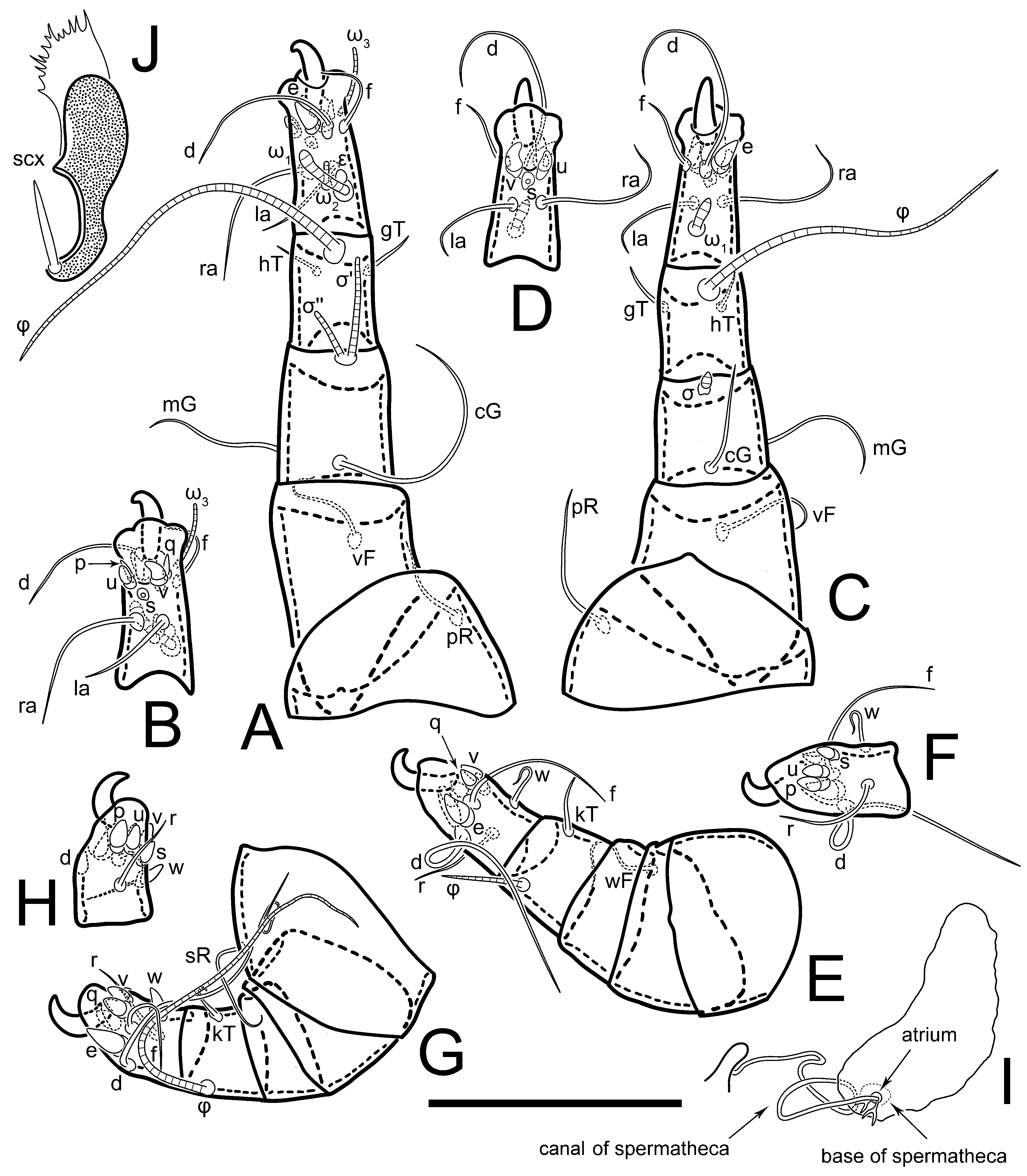 Life | Free Full-Text | Going Asexual: A Survey of Mites of the Genus ...