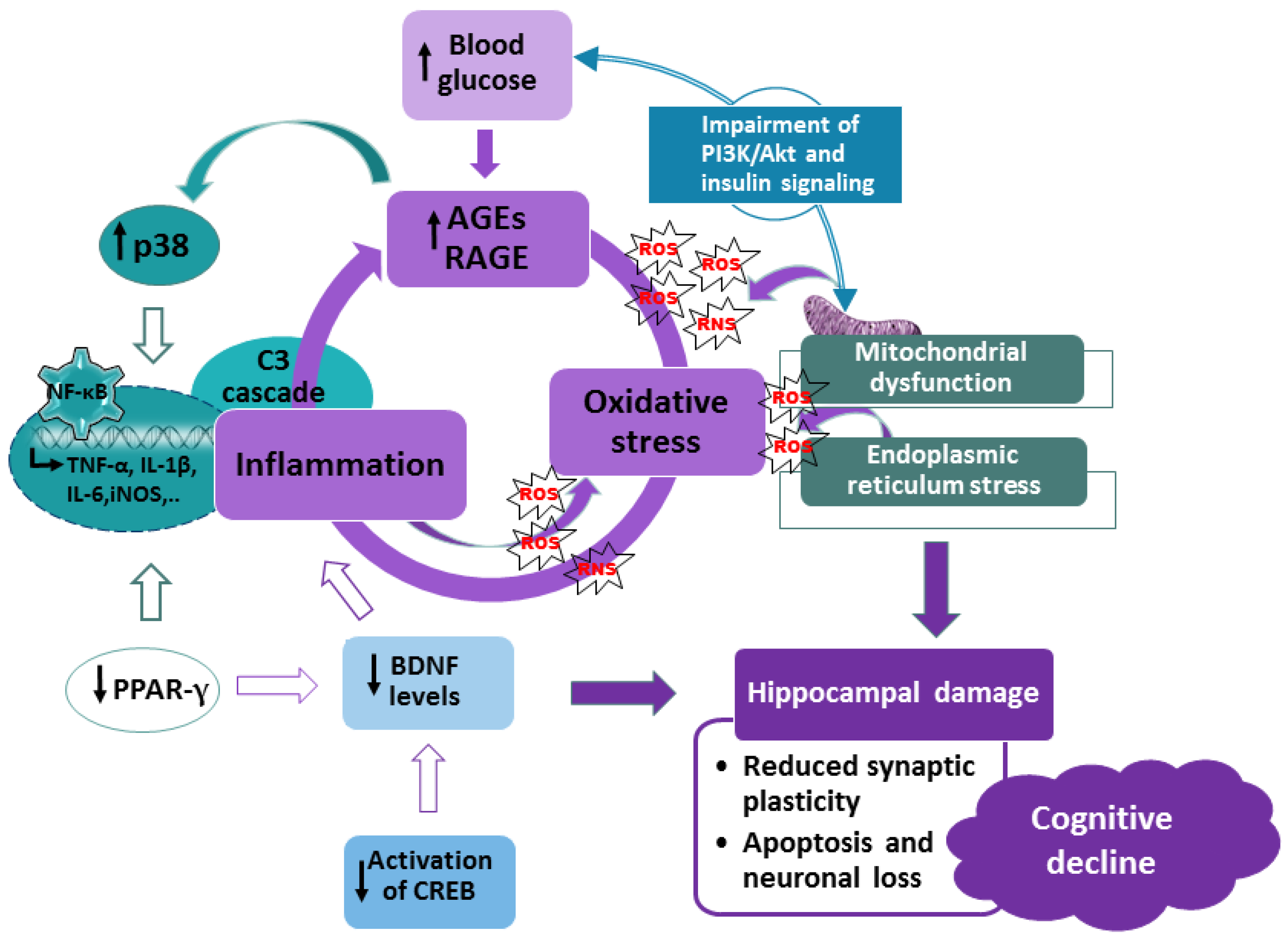 Life | Free Full-Text | Flavonols as a Potential Pharmacological  Intervention for Alleviating Cognitive Decline in Diabetes: Evidence from  Preclinical Studies