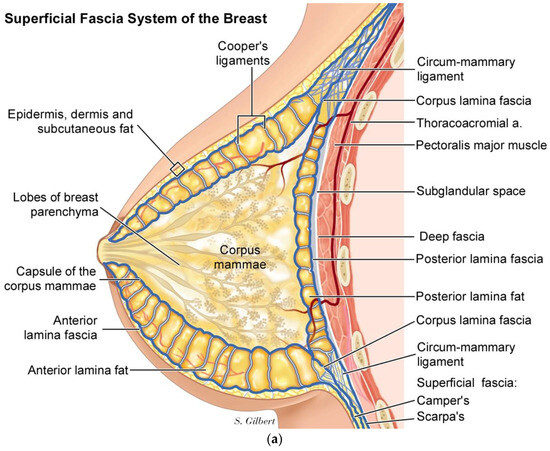 Fascia Dottoressa