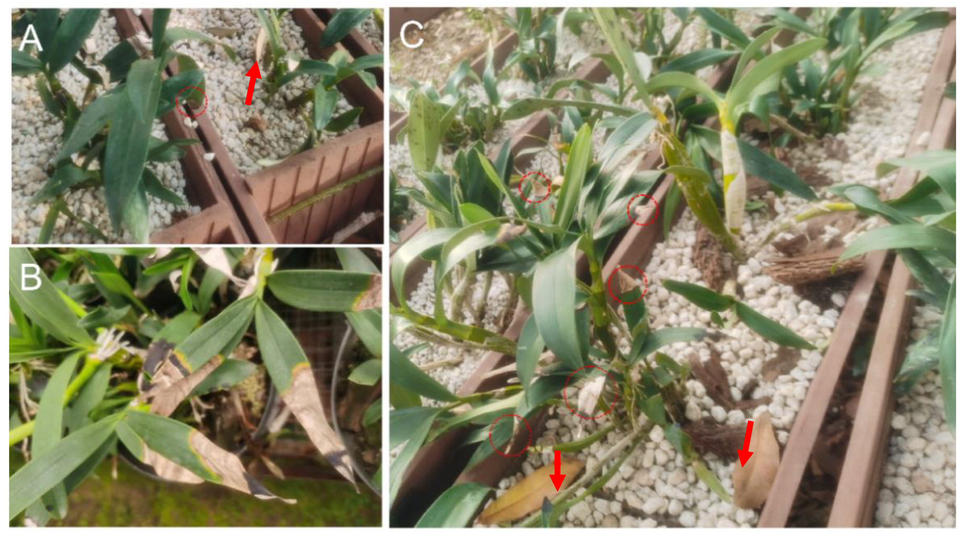 Life 14 00285 g001 Life 14 00285 g001