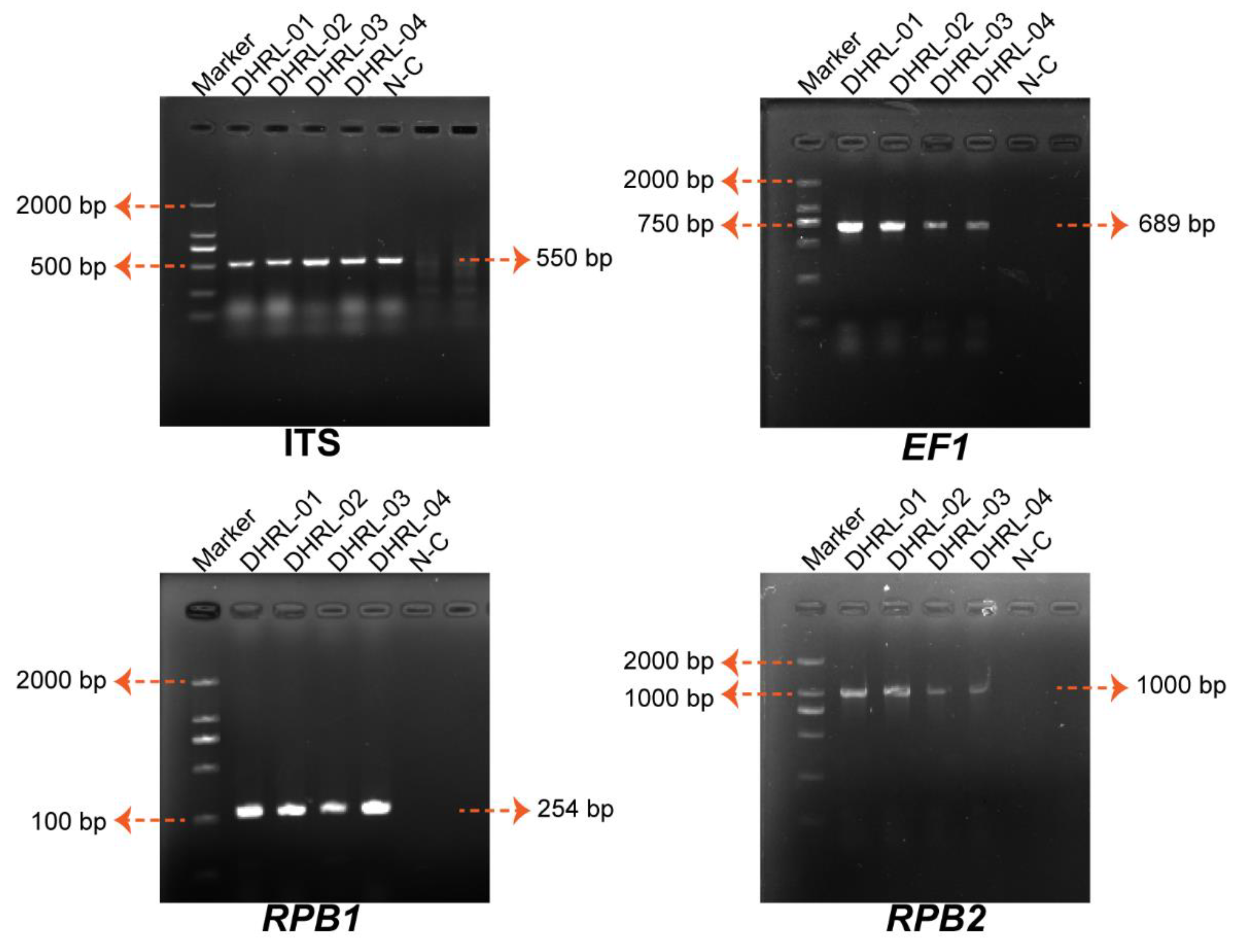 Life 14 00285 g003 Life 14 00285 g003