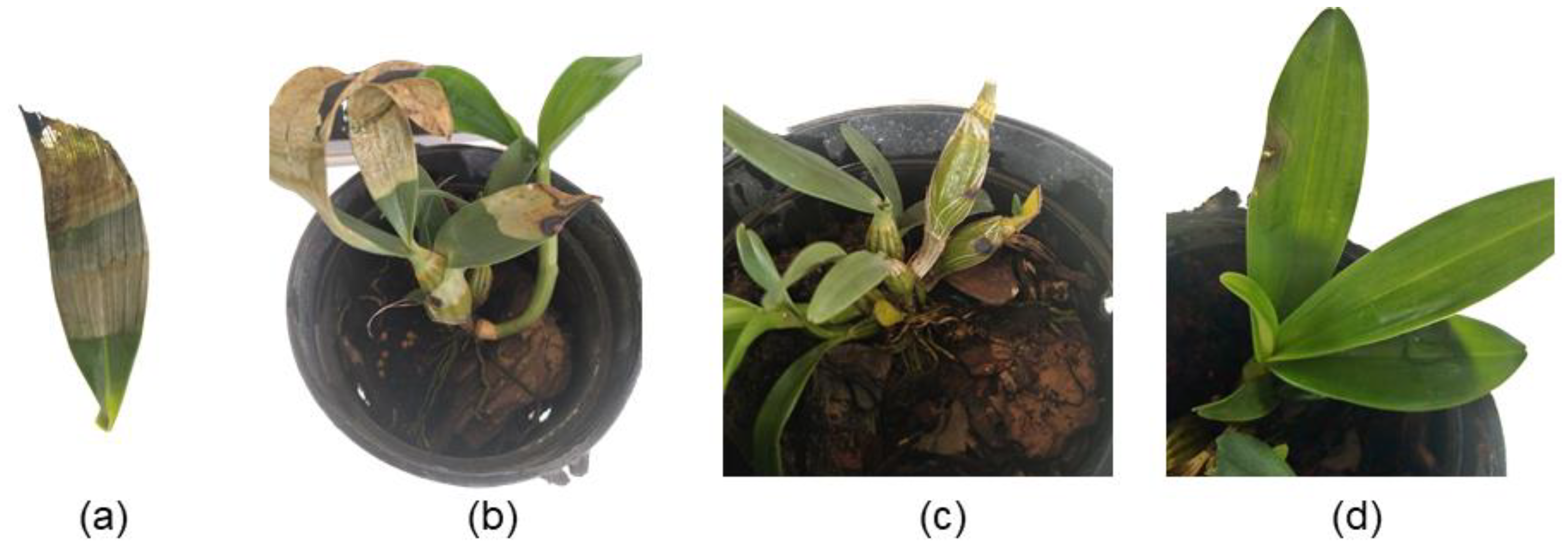 Life 14 00285 g005 Life 14 00285 g005