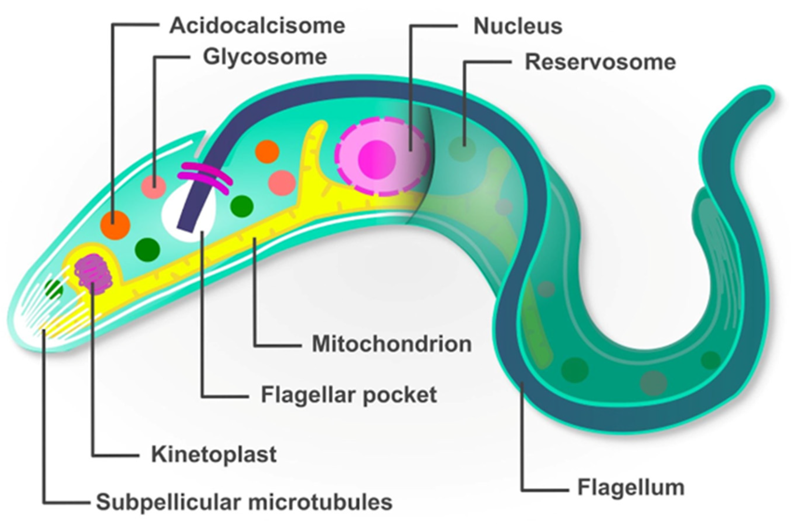 Life 14 00488 g001 Life 14 00488 g001