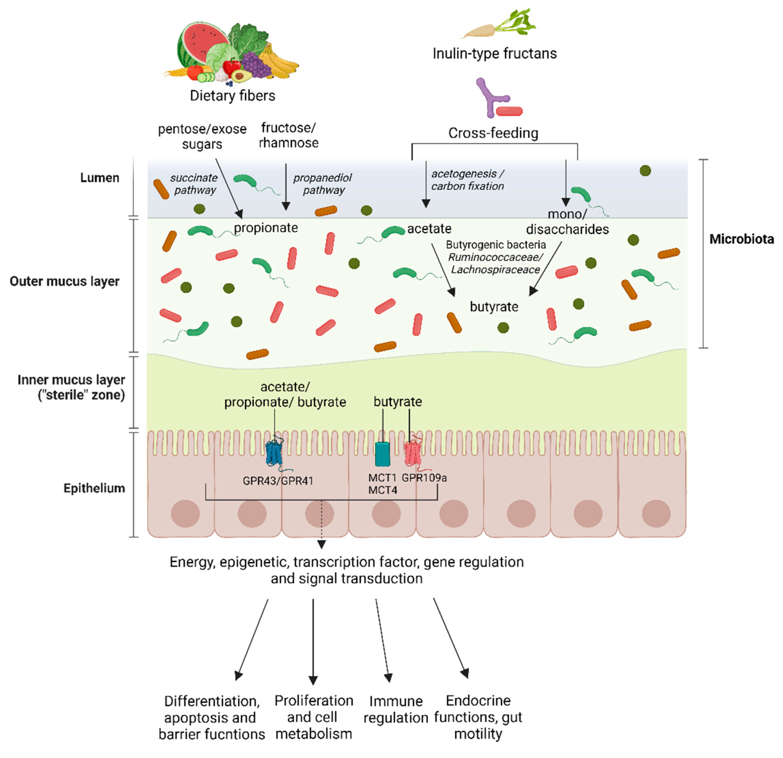 Life | Free Full-Text | Short-Chain Fatty Acids and Human Health: From  Metabolic Pathways to Current Therapeutic Implications