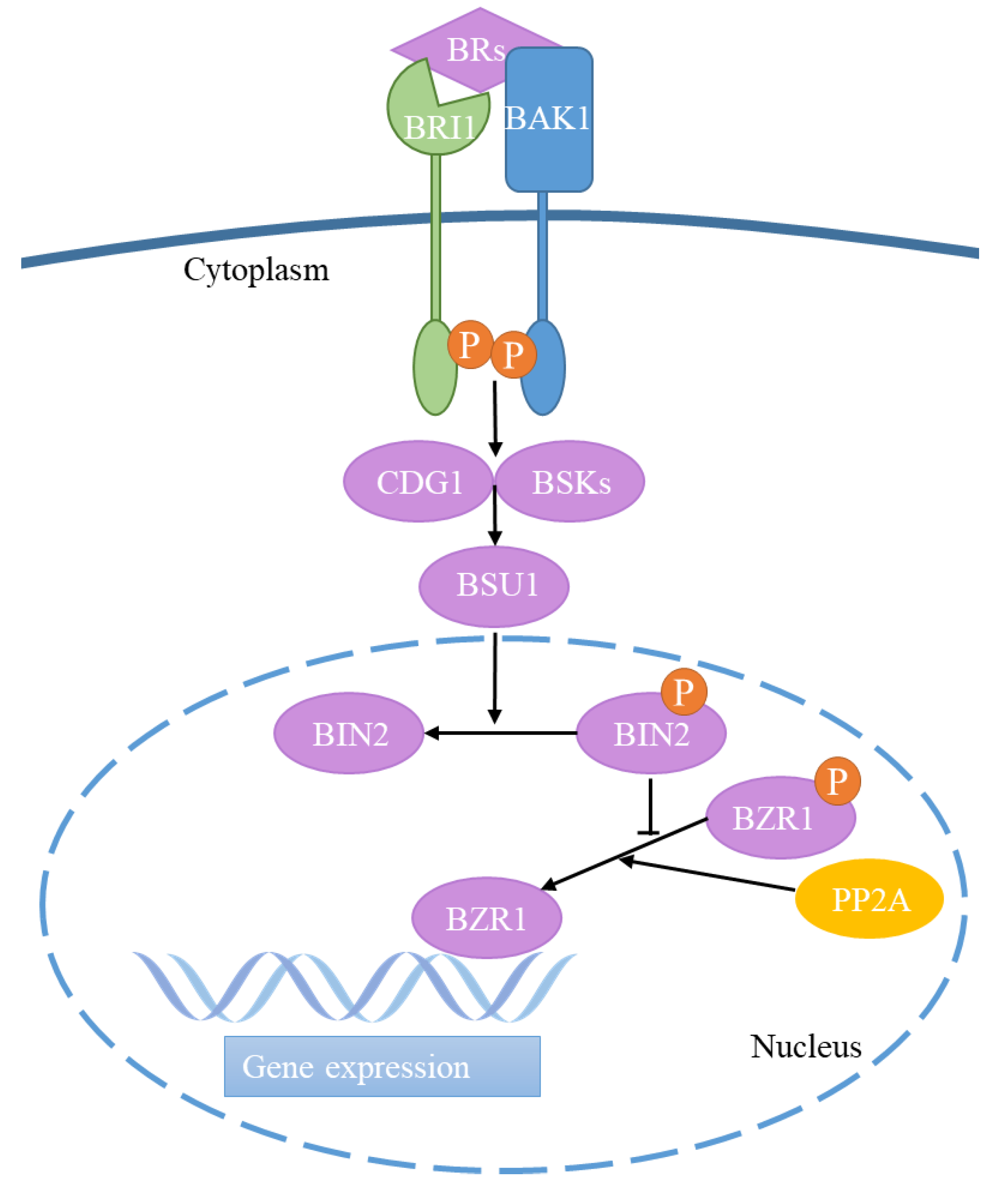 Life 14 01015 g001 Life 14 01015 g001