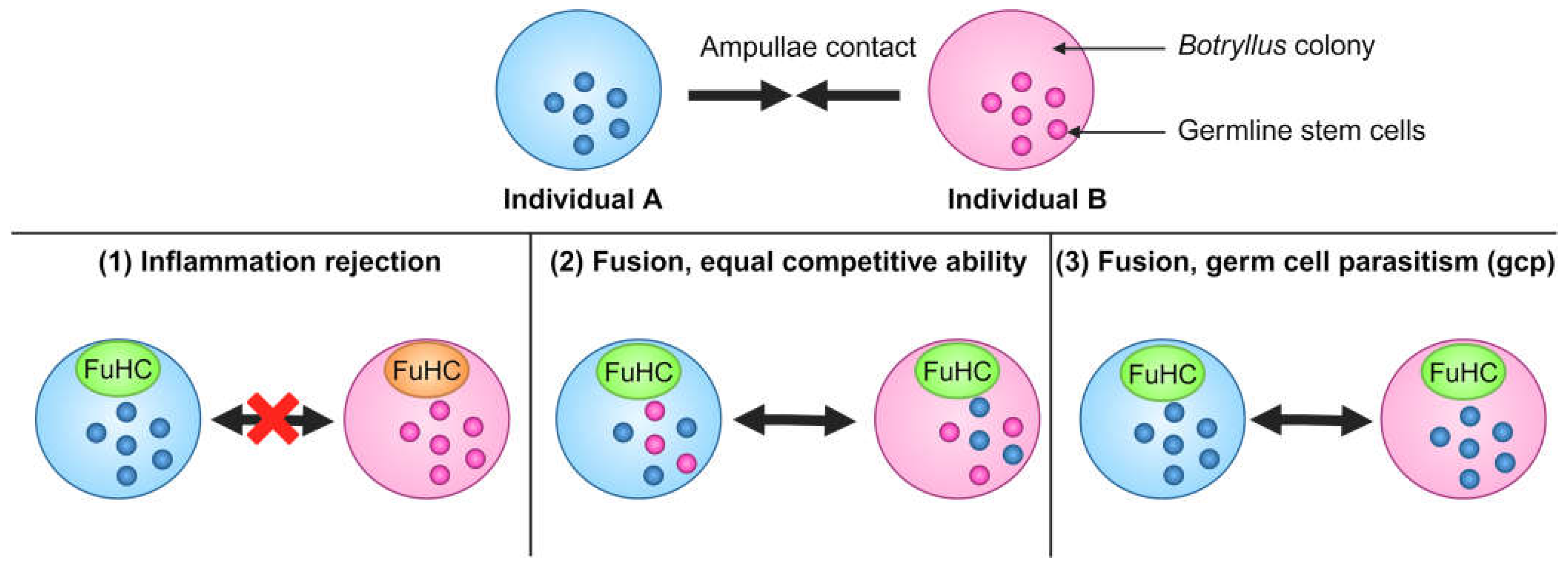 Life 14 01251 g003 Life 14 01251 g003
