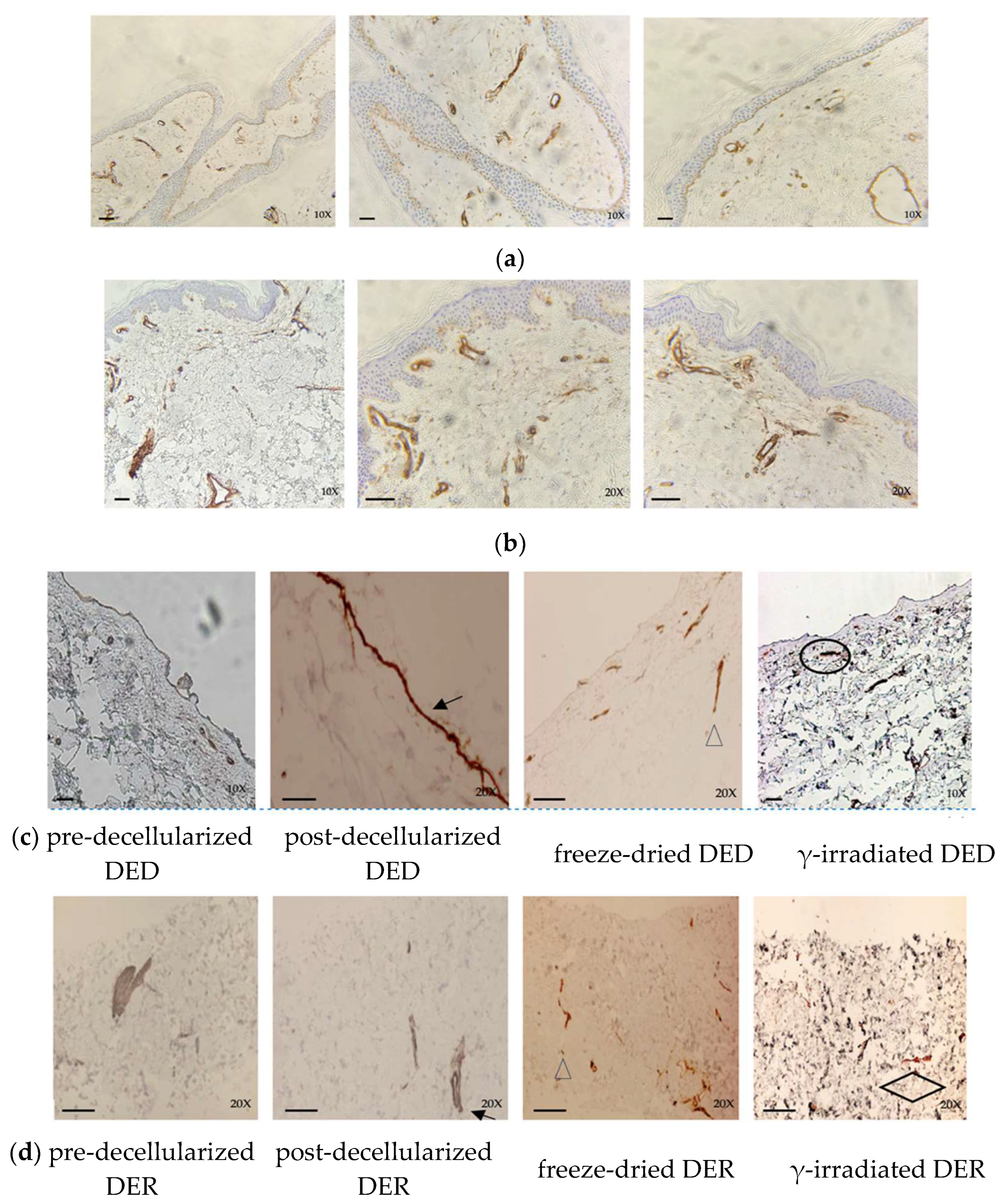 Life 14 01285 g006 Life 14 01285 g006