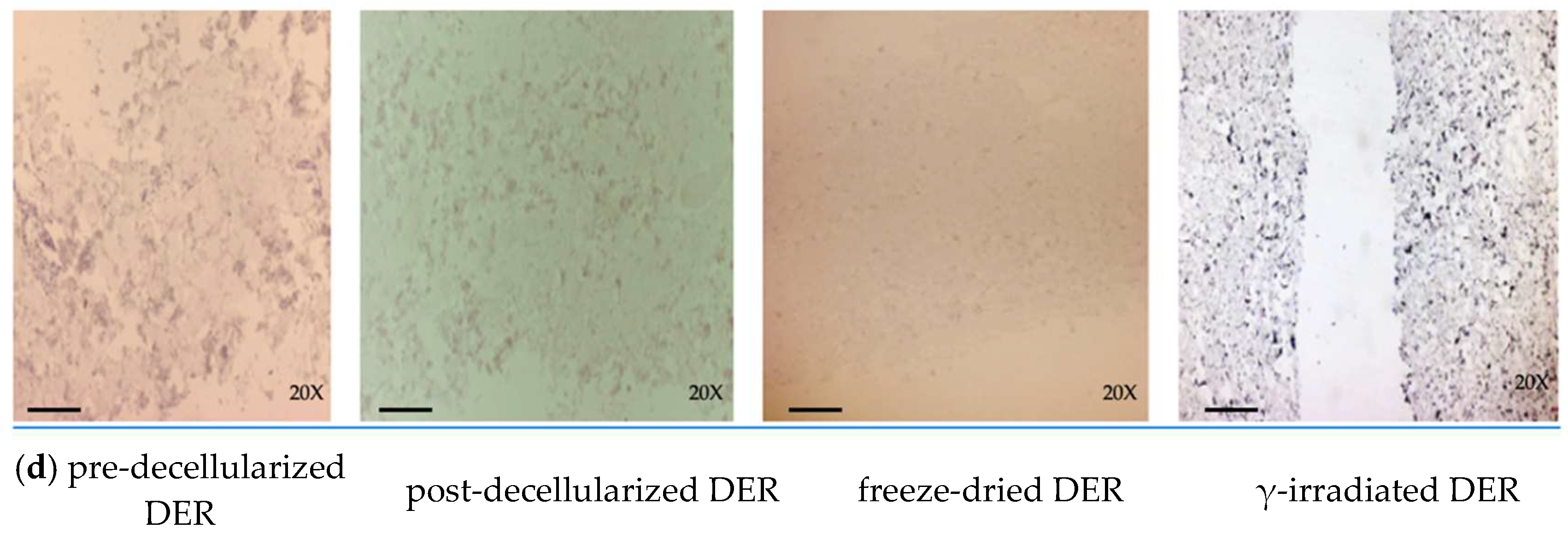 Life 14 01285 g007b Life 14 01285 g007b