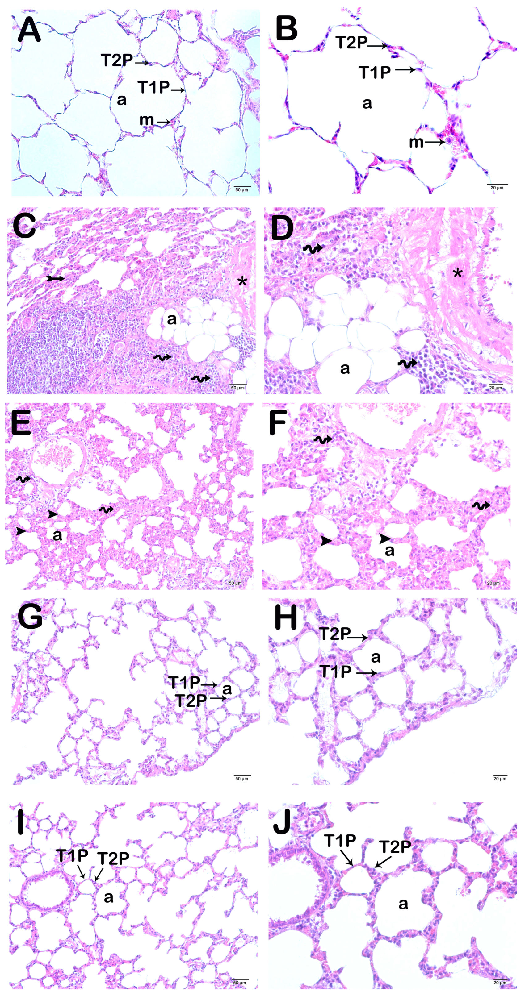 Life 15 00078 g002 Life 15 00078 g002