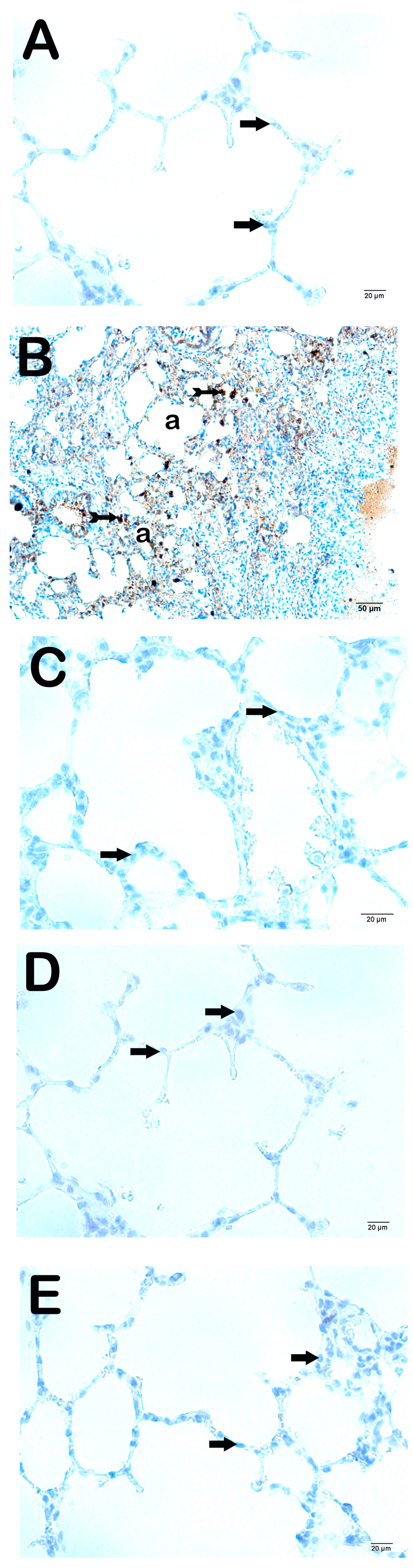 Life 15 00078 g003 Life 15 00078 g003