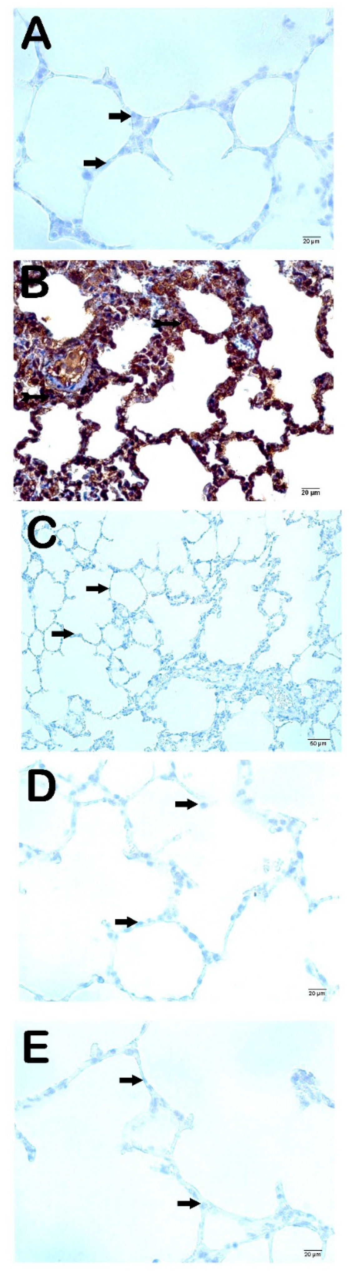 Life 15 00078 g004 Life 15 00078 g004