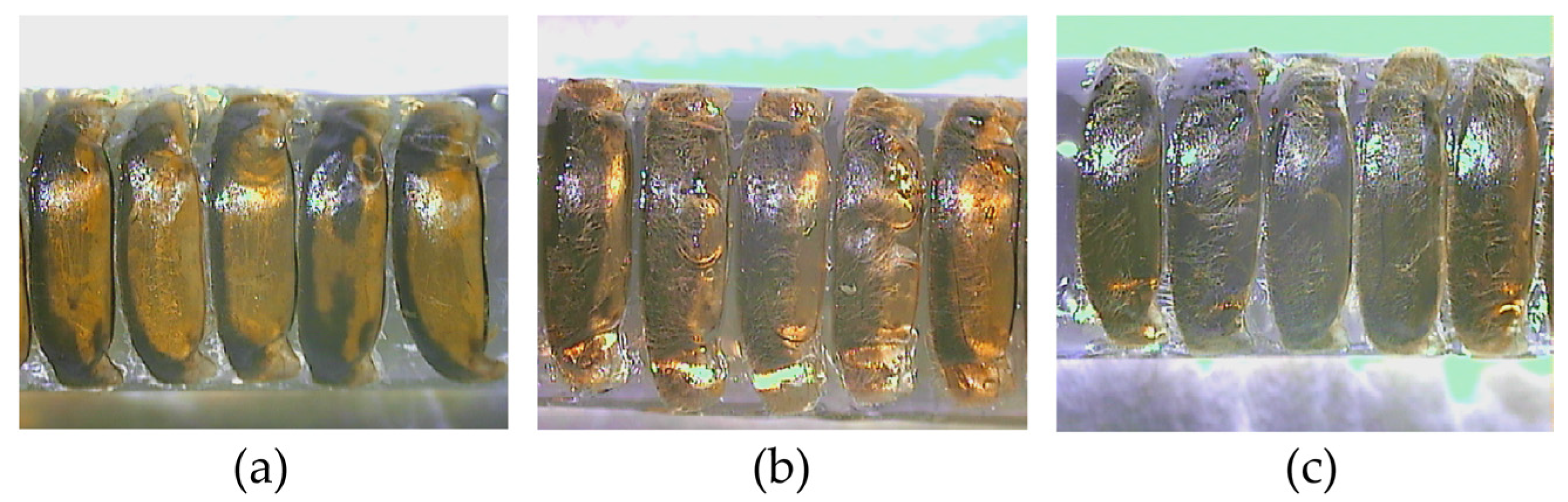 Life 15 00255 g004 Life 15 00255 g004