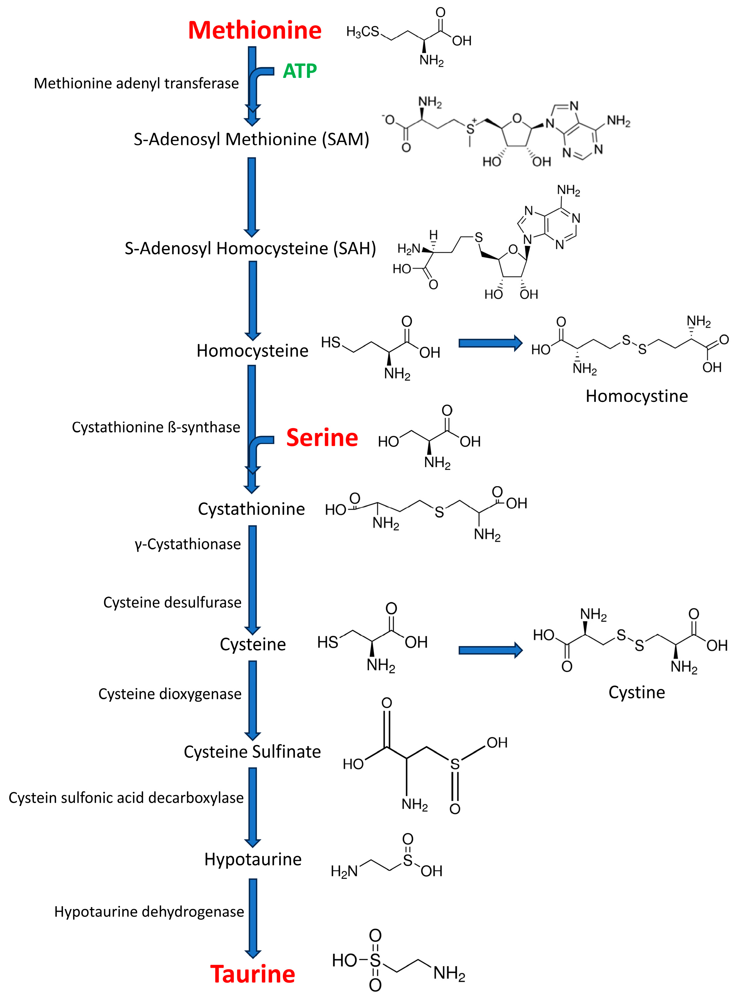 Life 15 00295 g001 Life 15 00295 g001