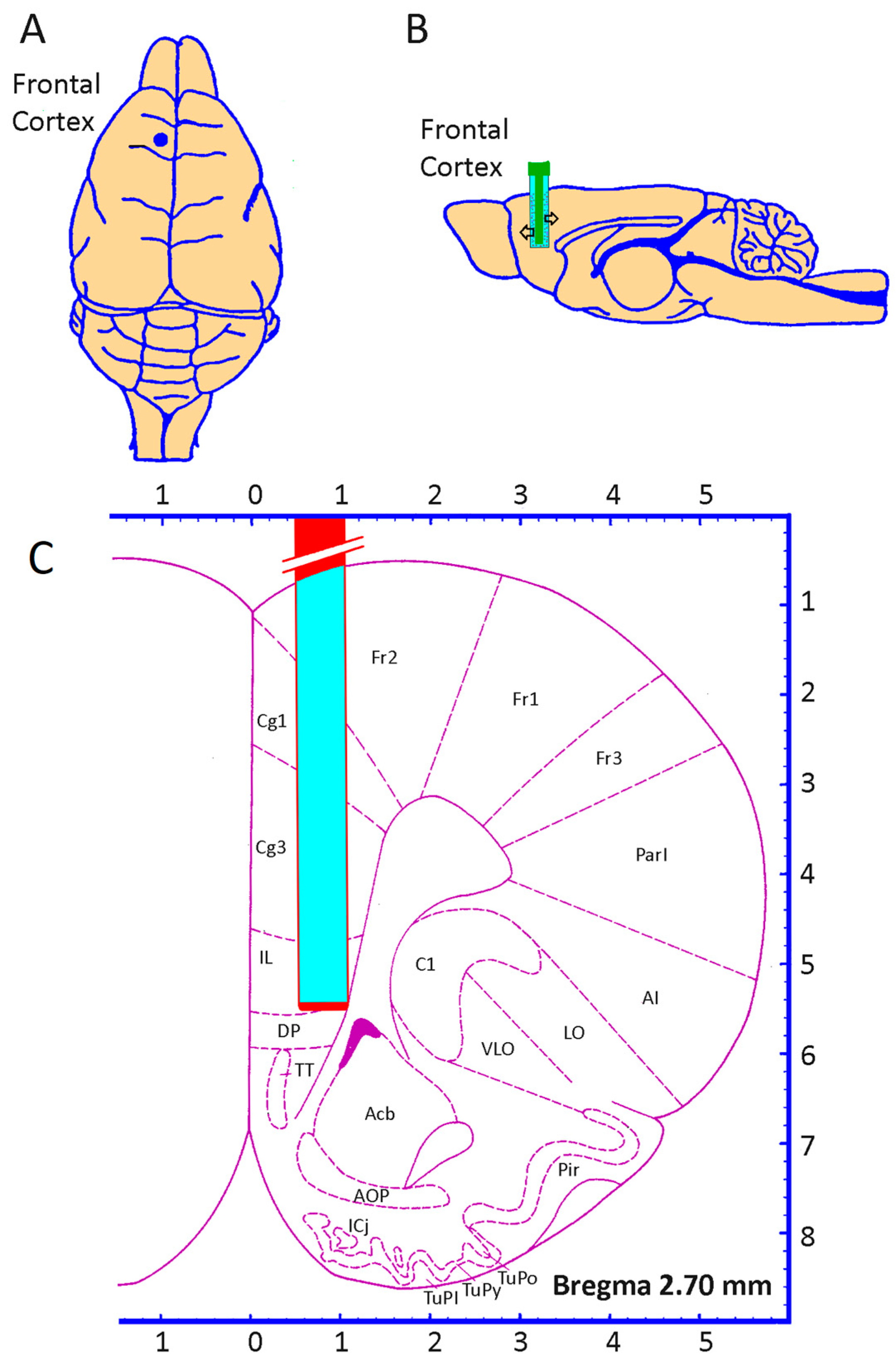 Life 15 00295 g002 Life 15 00295 g002