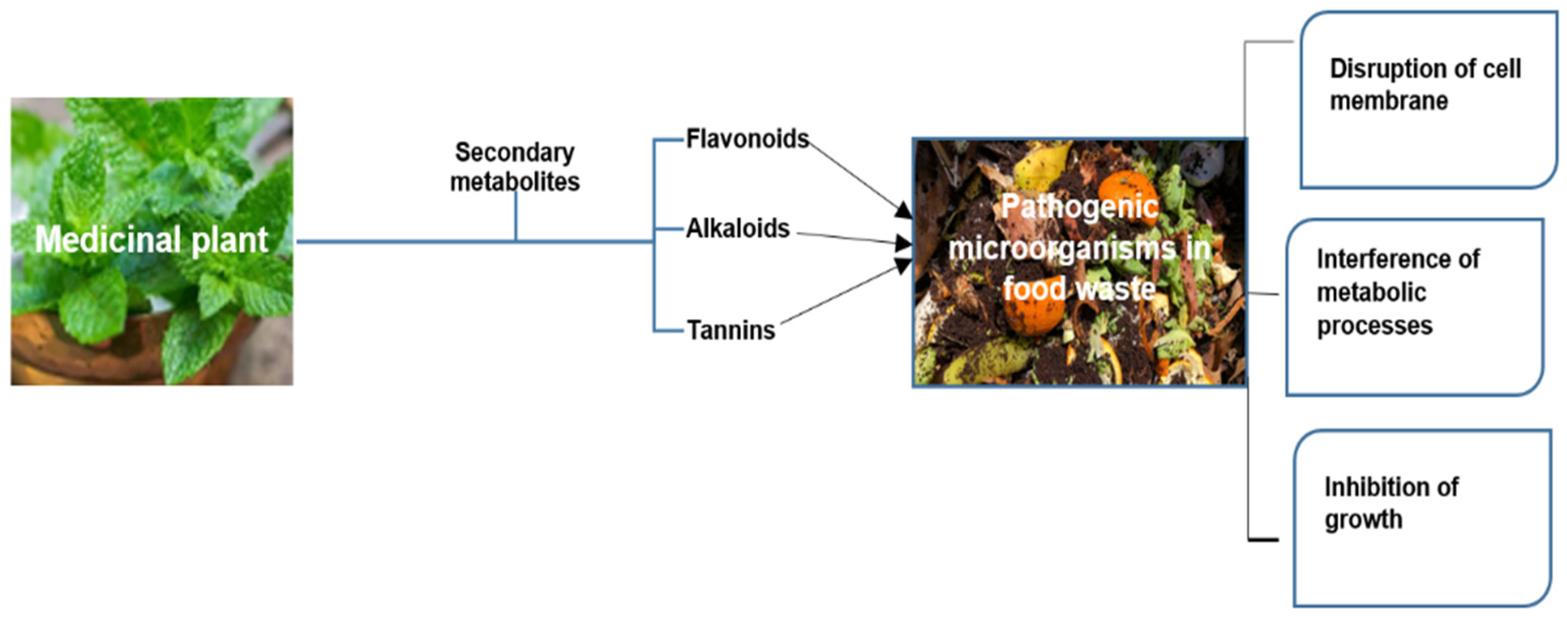 Life 15 00552 g001 Life 15 00552 g001