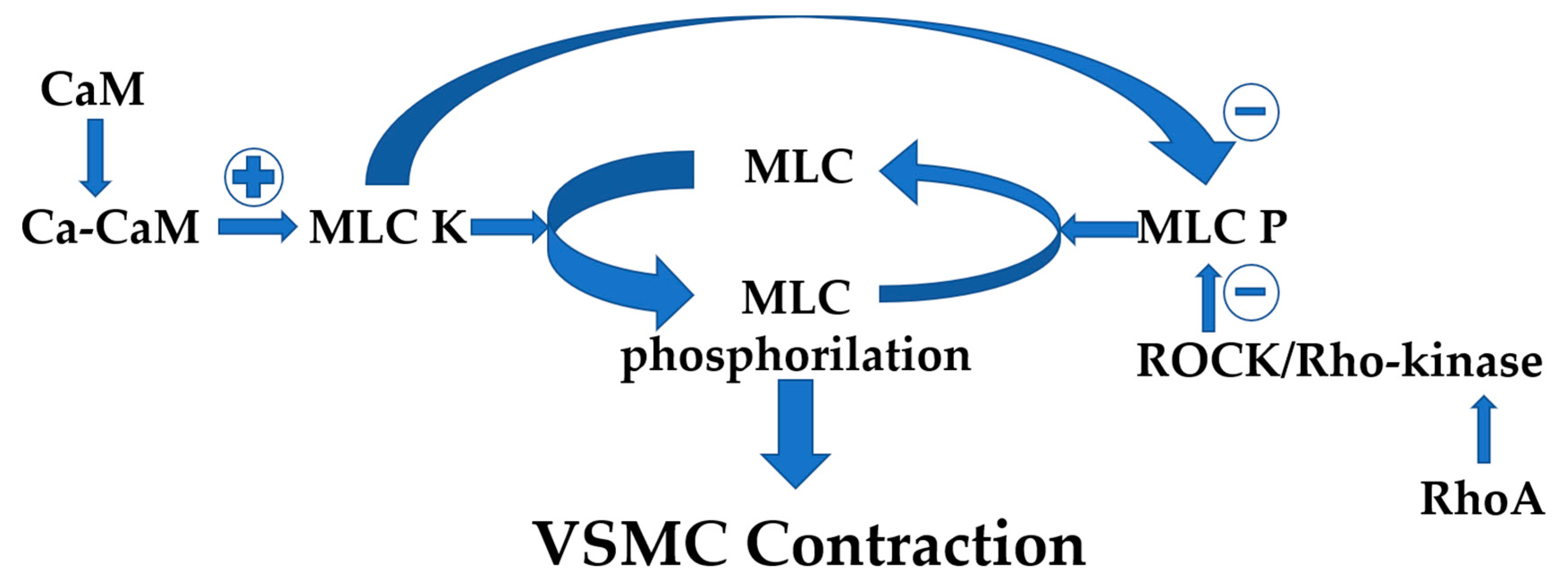 Life 15 00597 g003 Life 15 00597 g003