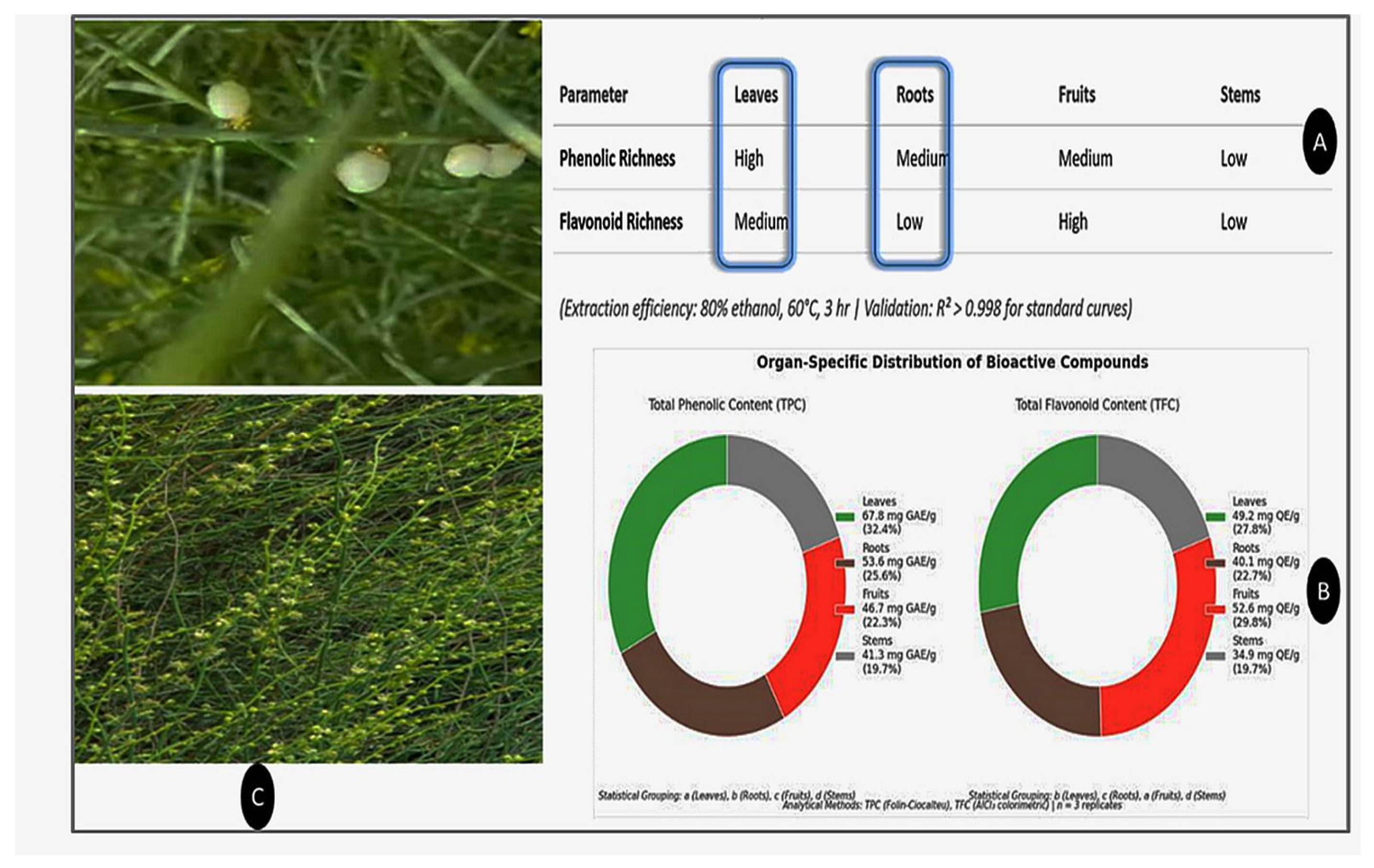 Life 15 01448 g001 Life 15 01448 g001