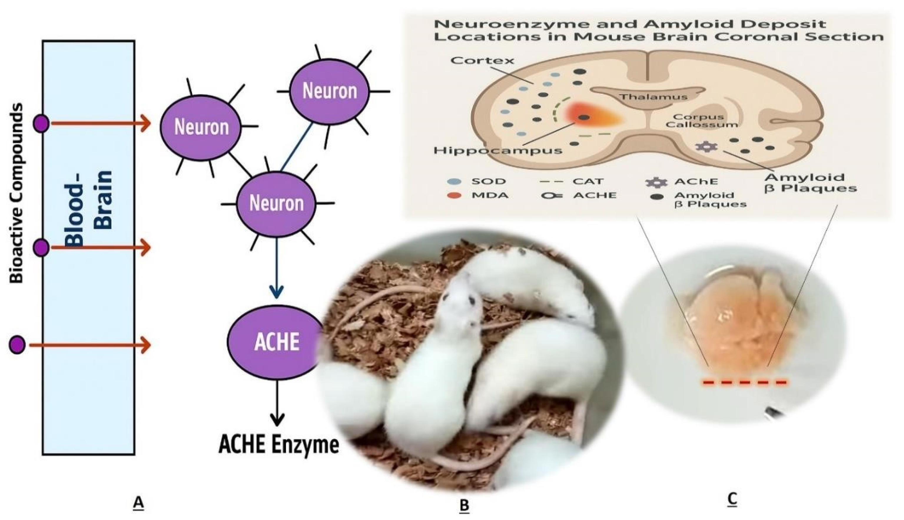 Life 15 01448 g011 Life 15 01448 g011