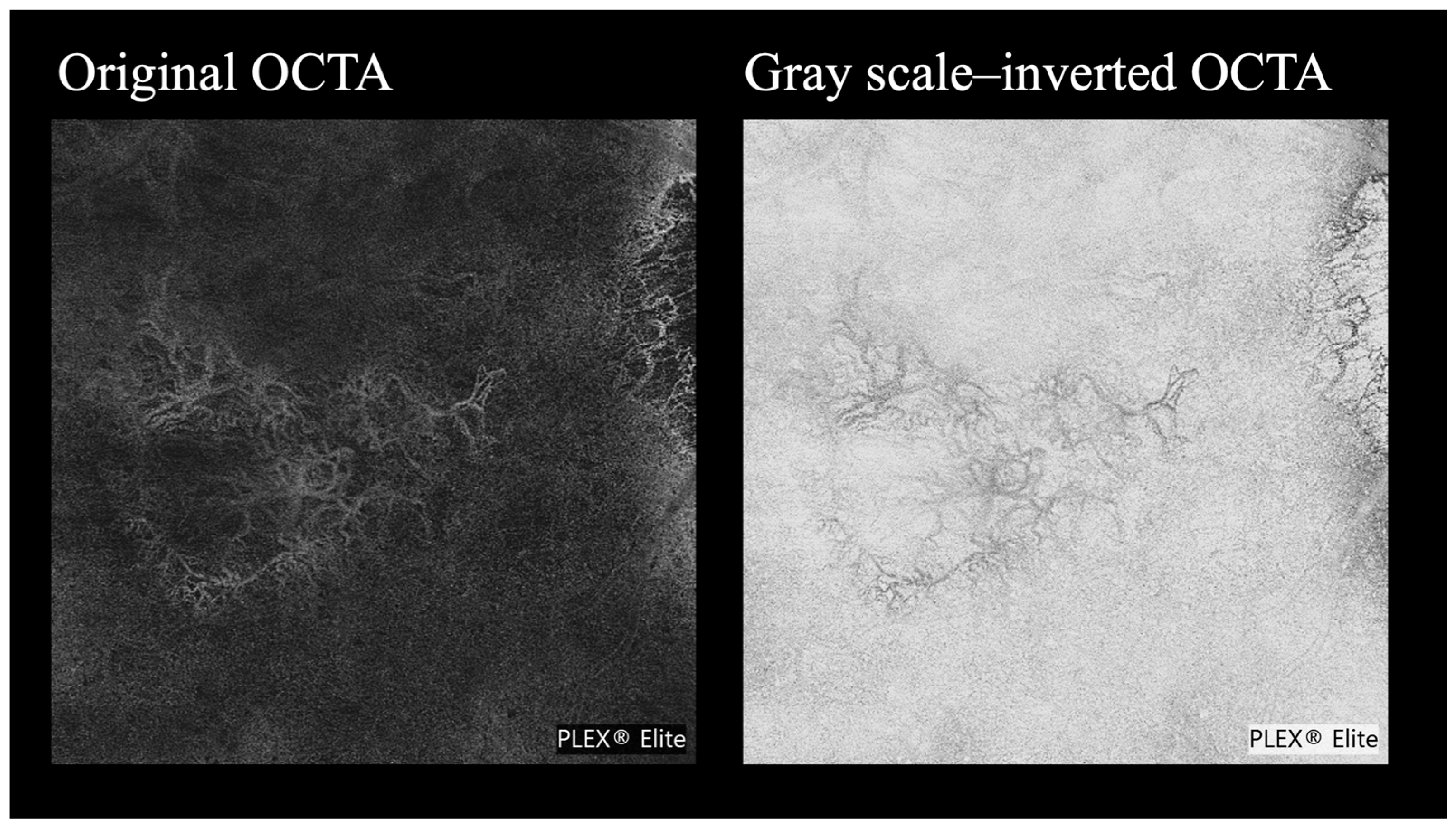 Life 15 01512 g001 Life 15 01512 g001