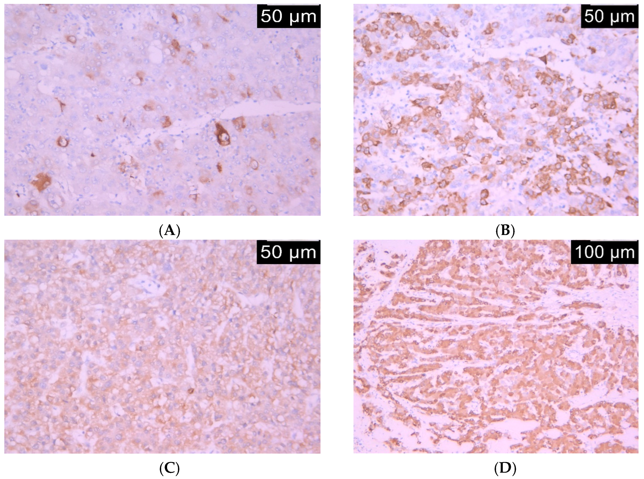 Life 15 01589 g001 Life 15 01589 g001