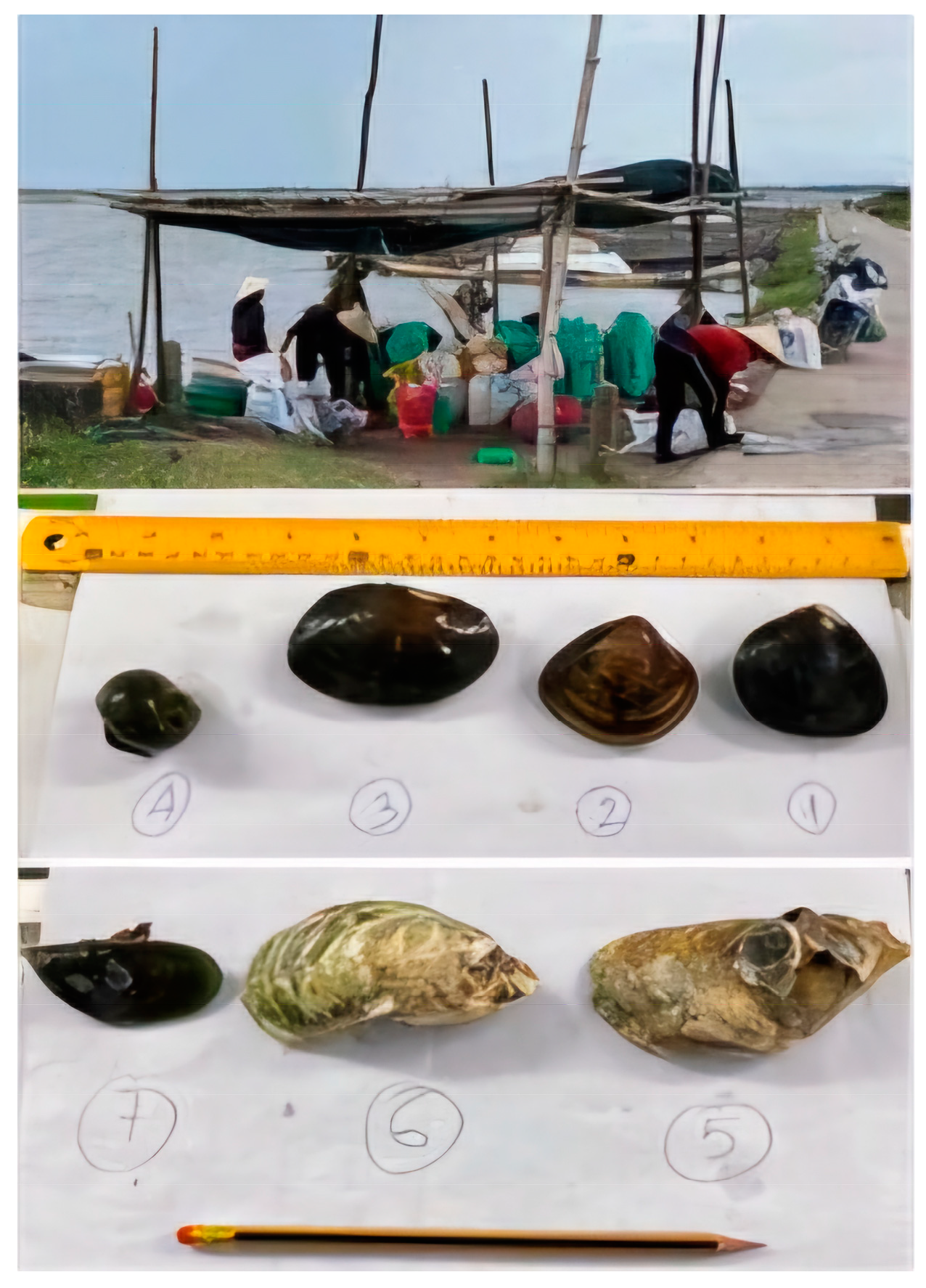 Limnolrev 24 00020 g002