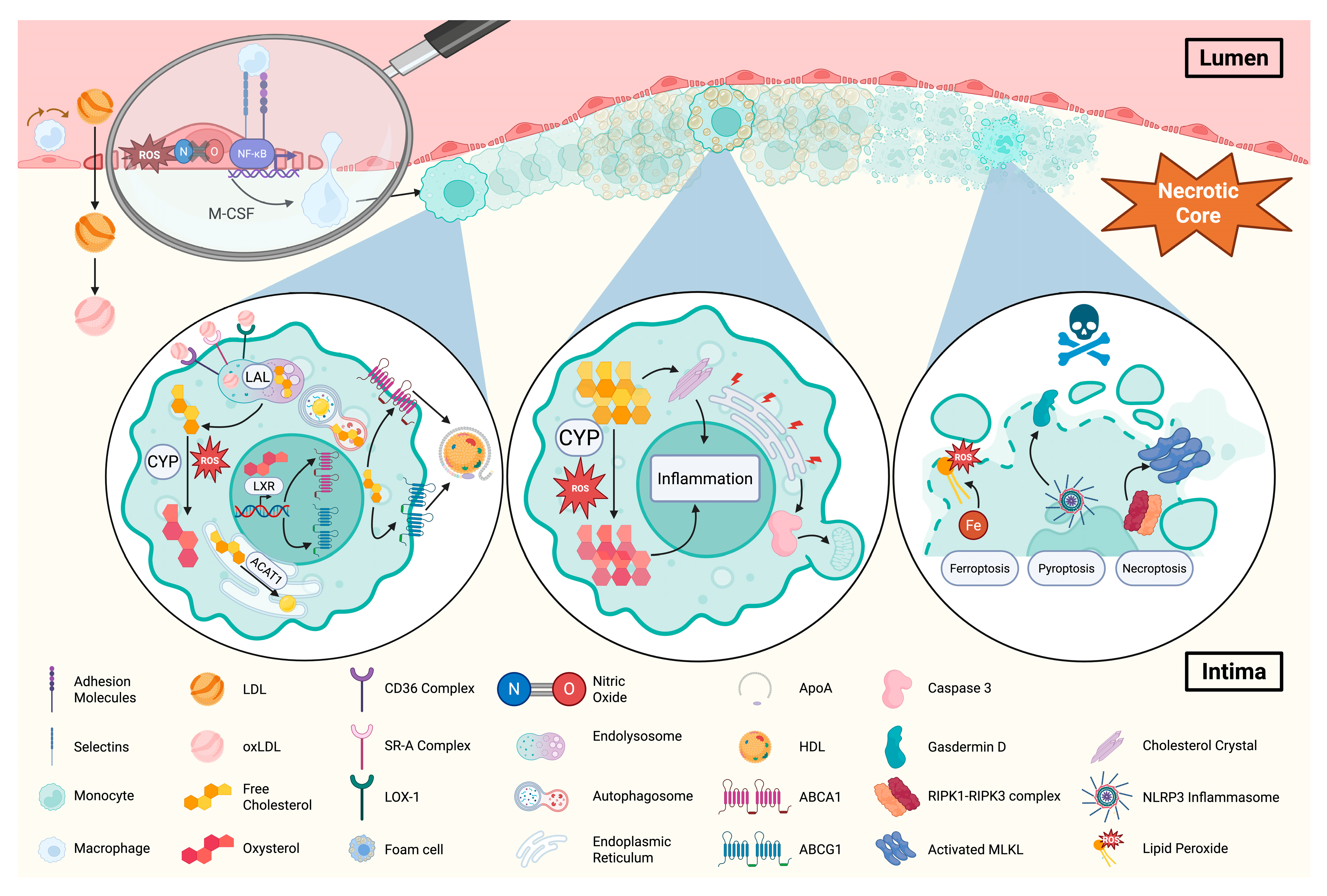 Lipidology 02 00017 g001 Lipidology 02 00017 g001