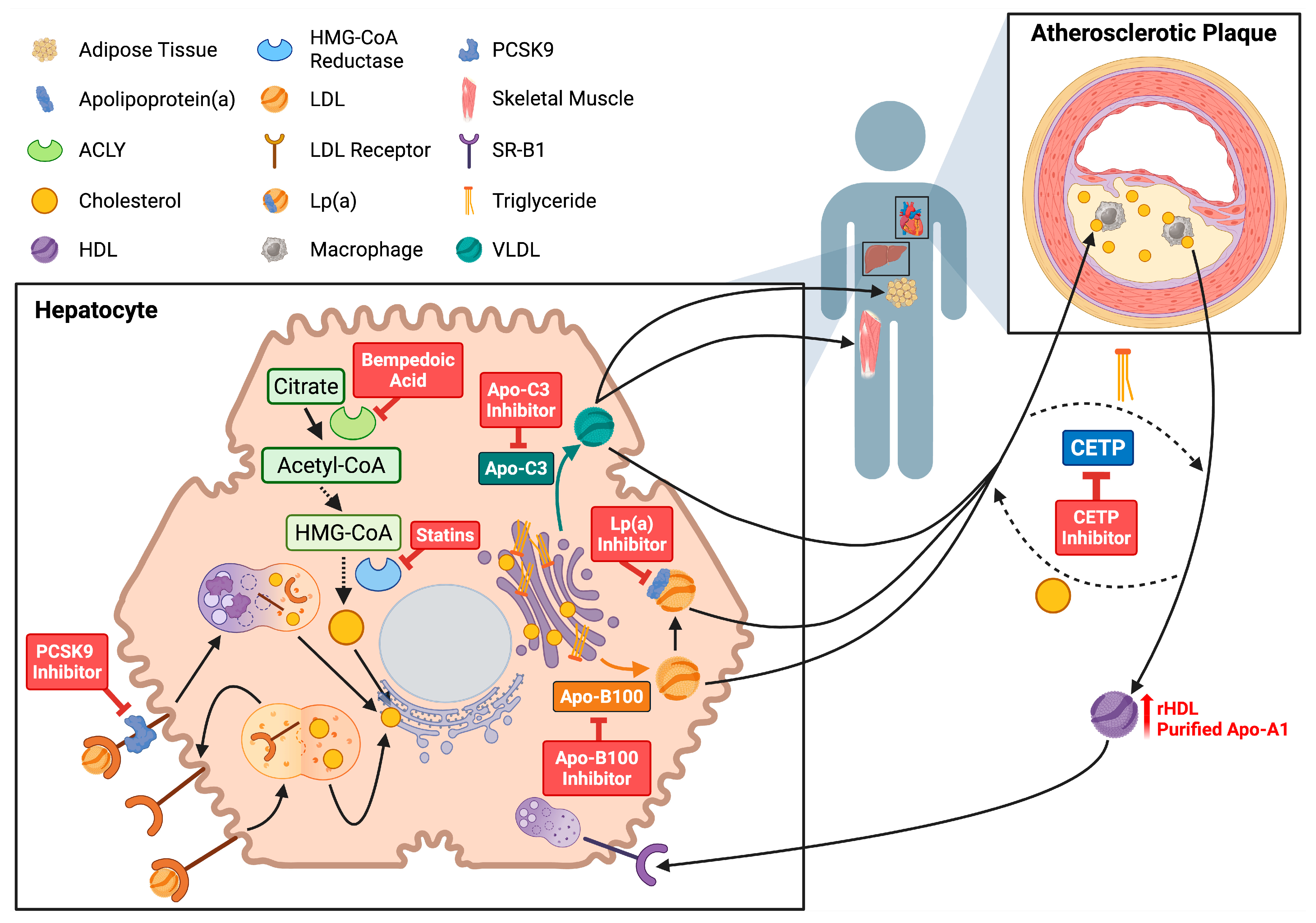 Lipidology 02 00017 g002 Lipidology 02 00017 g002