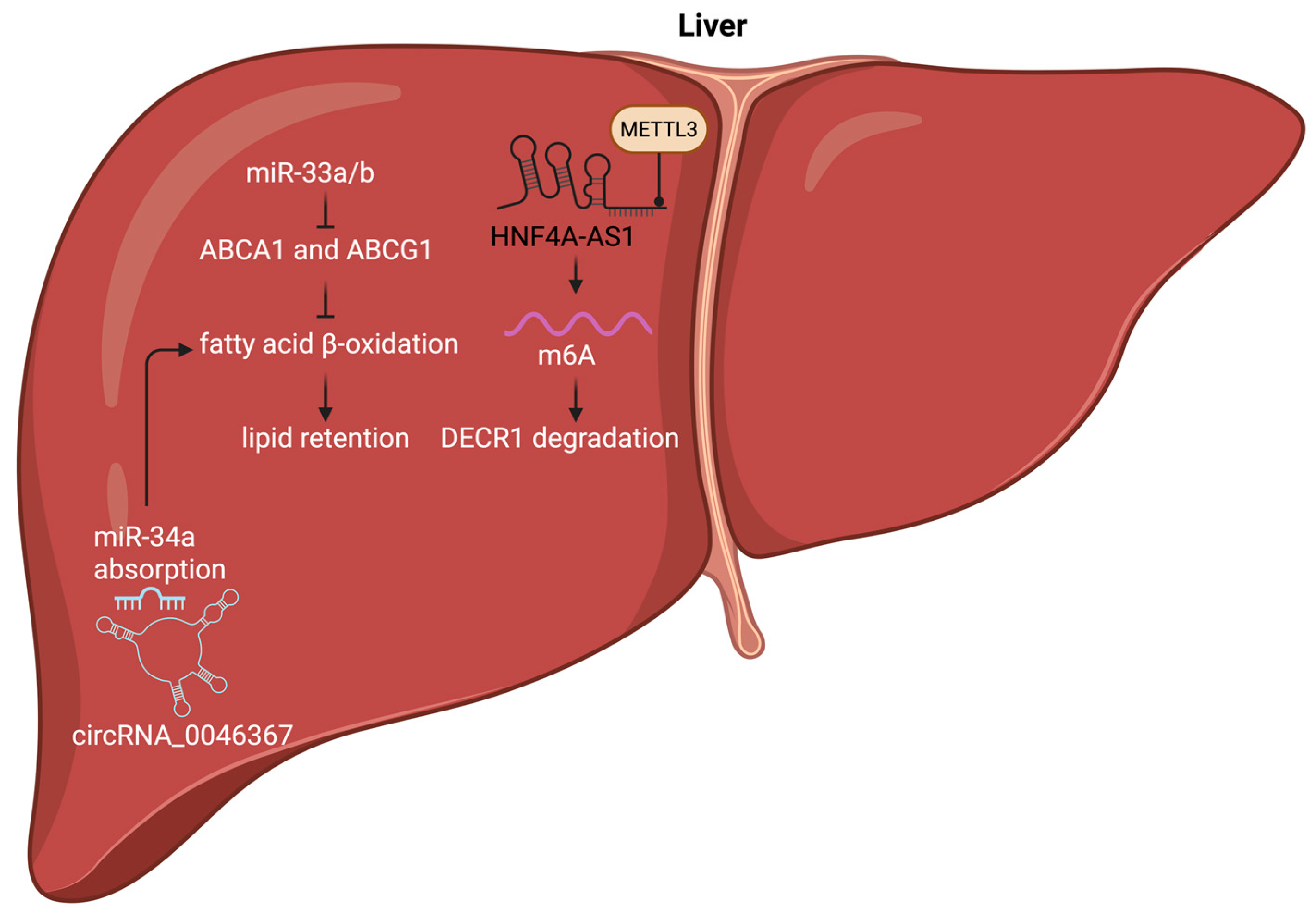 Lipidology 02 00019 g003 Lipidology 02 00019 g003