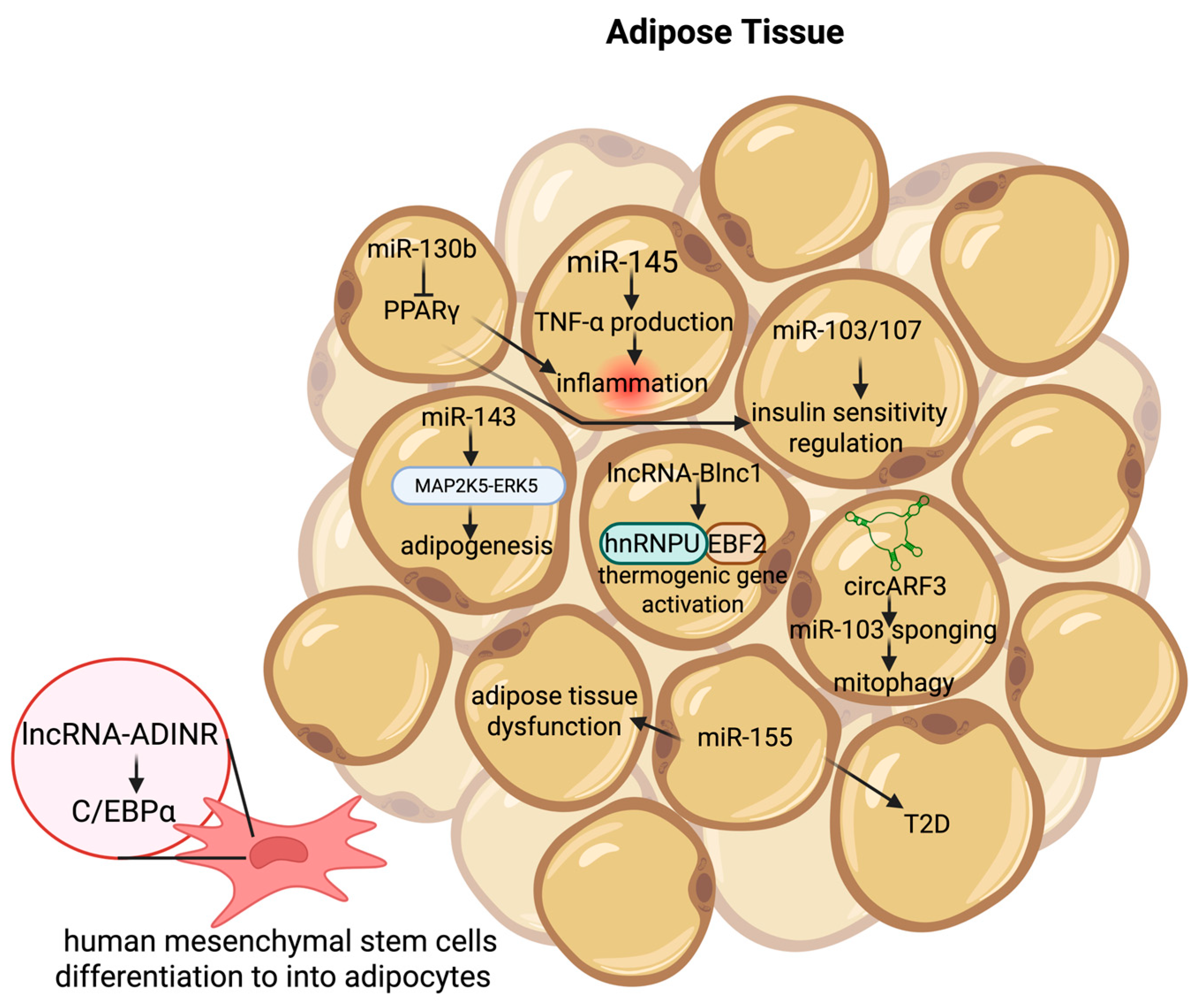 Lipidology 02 00019 g004 Lipidology 02 00019 g004