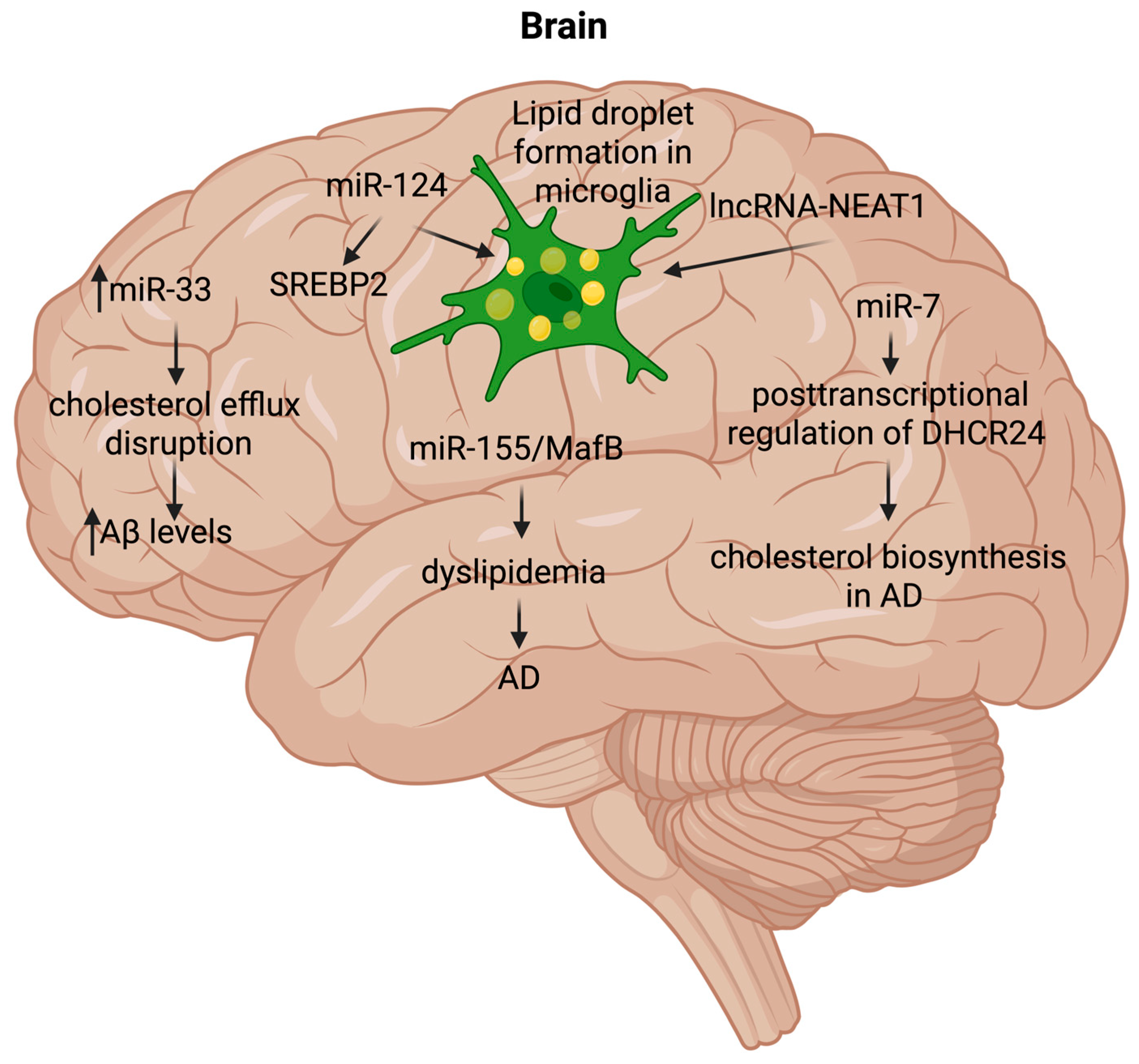 Lipidology 02 00019 g005 Lipidology 02 00019 g005