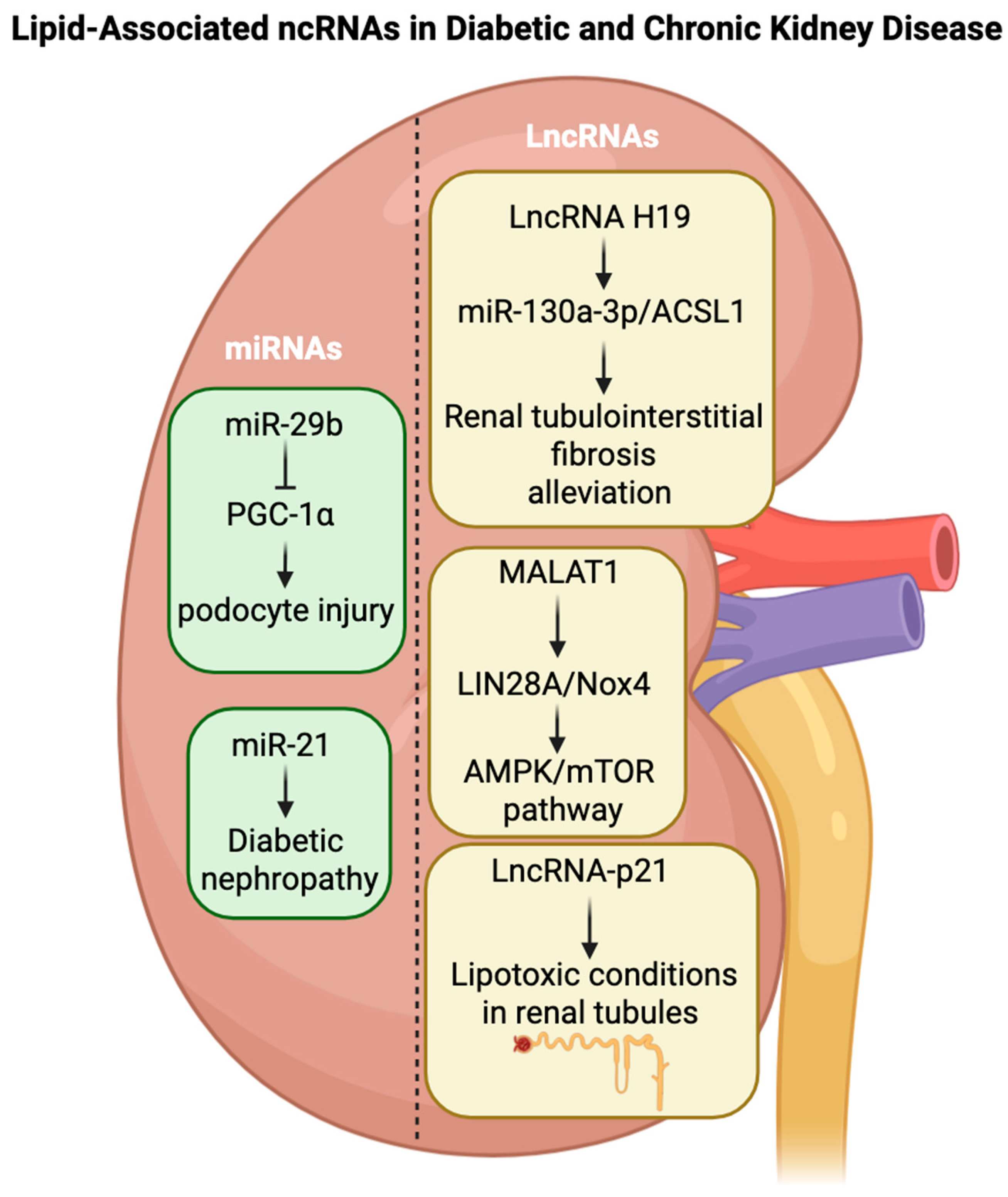 Lipidology 02 00019 g007 Lipidology 02 00019 g007